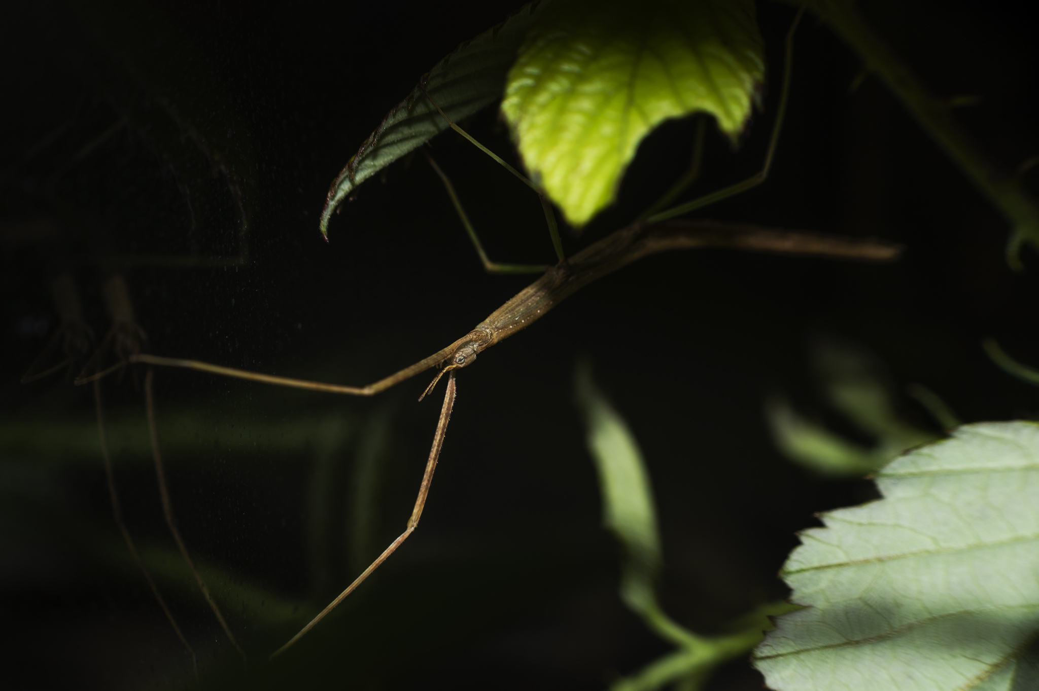 Medauroidea extradentata