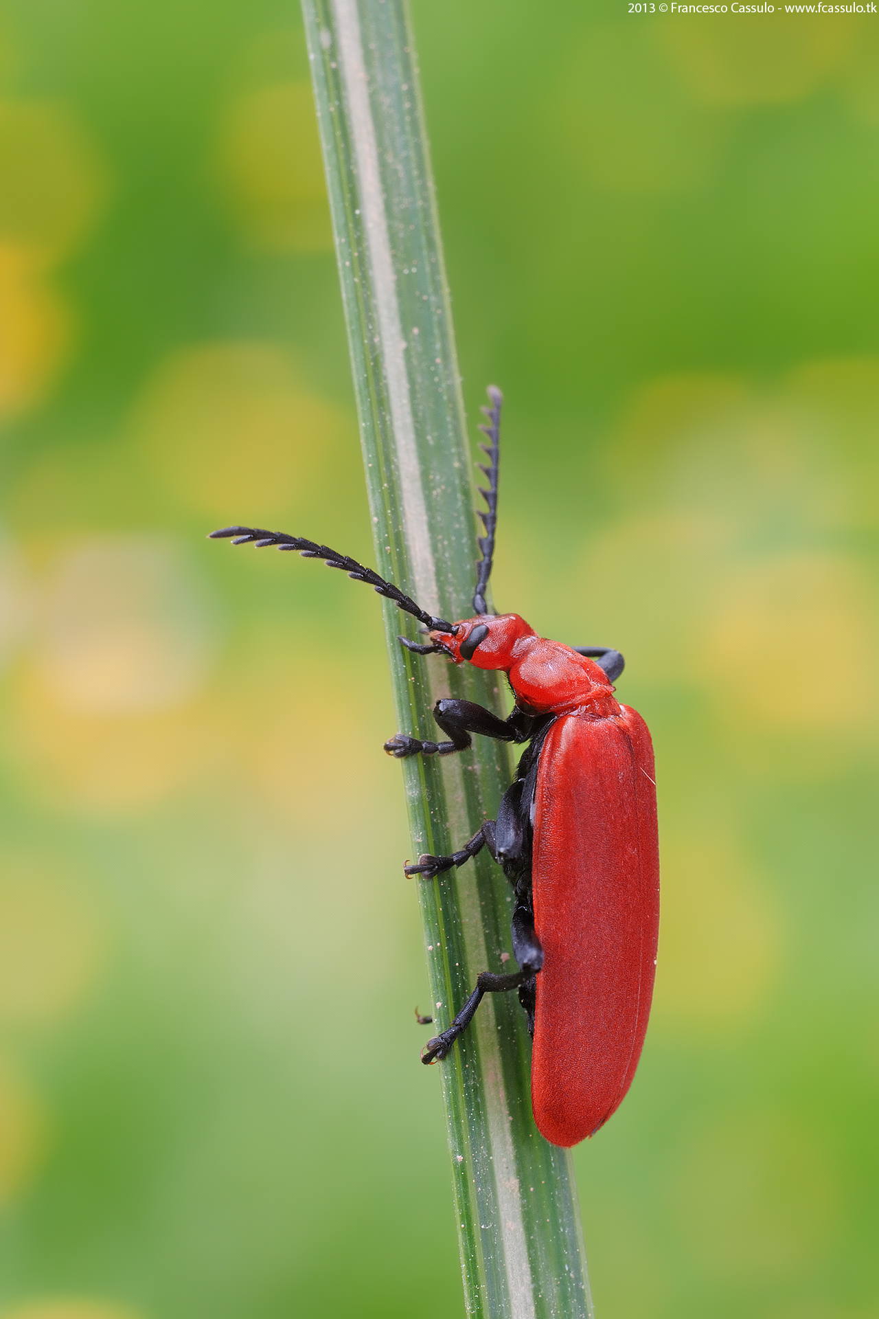Pyrochroa serraticornis