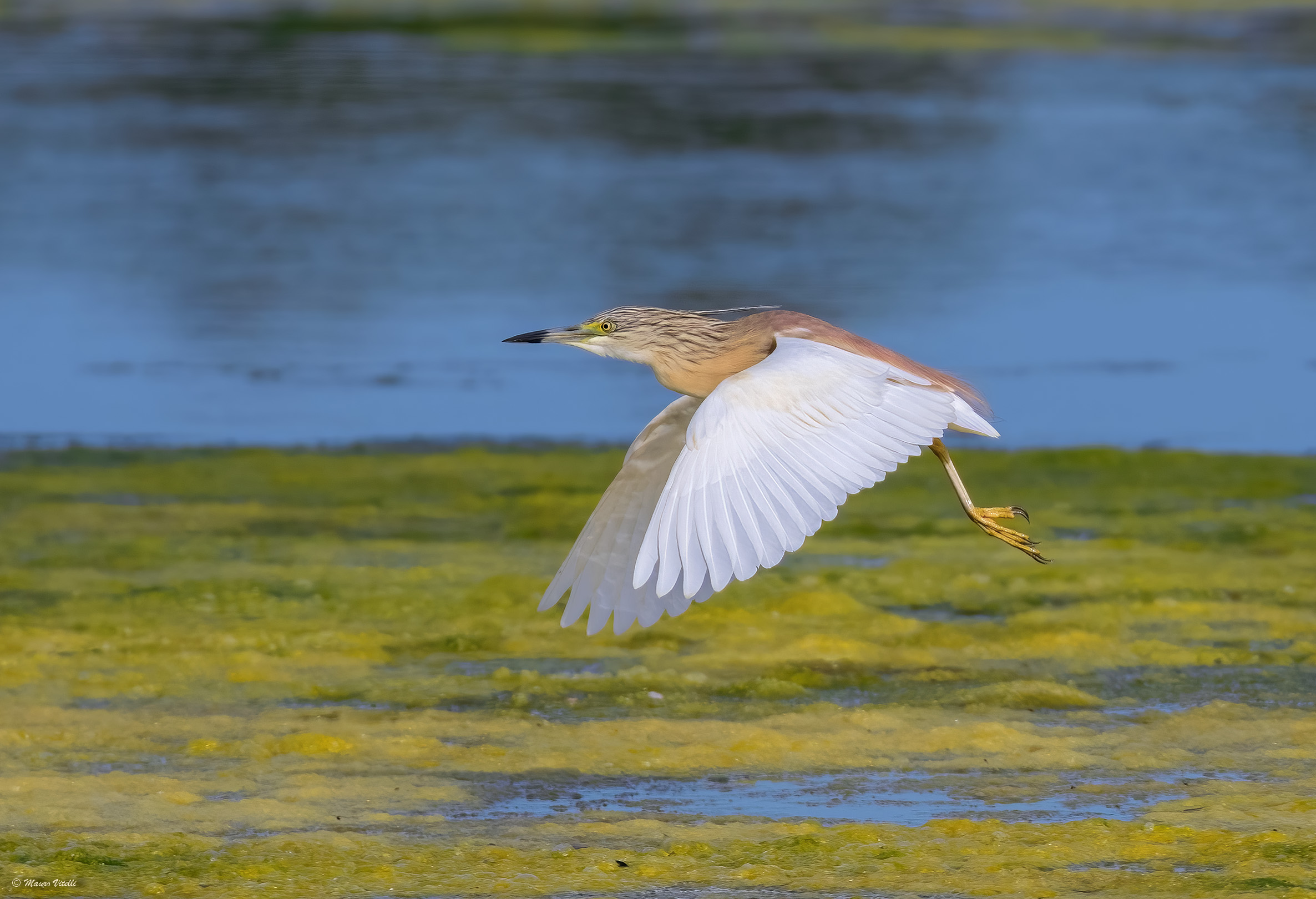Squacco Gauze (Ardeola ralloides)