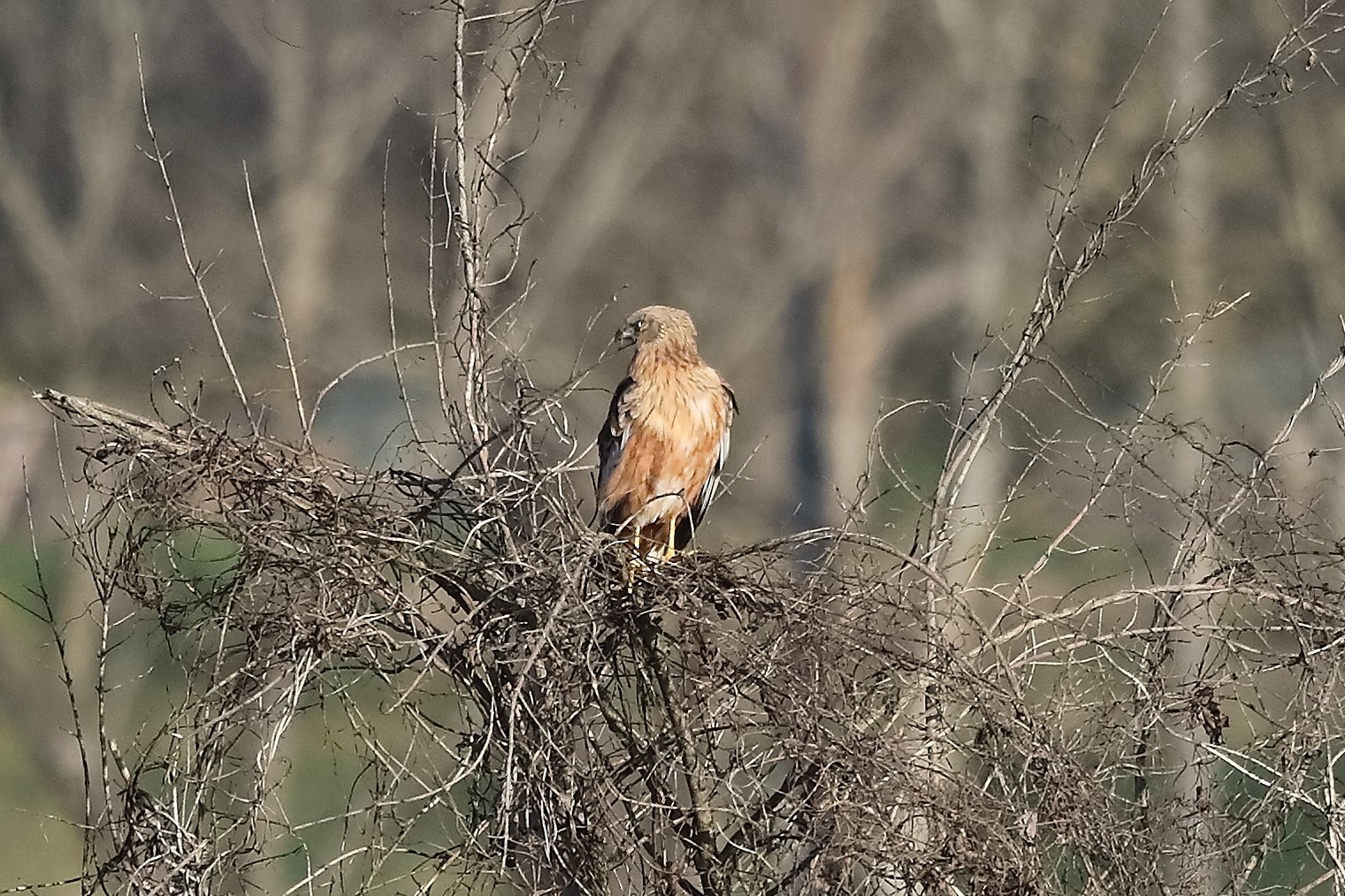 Falco di palude 27-12-2022