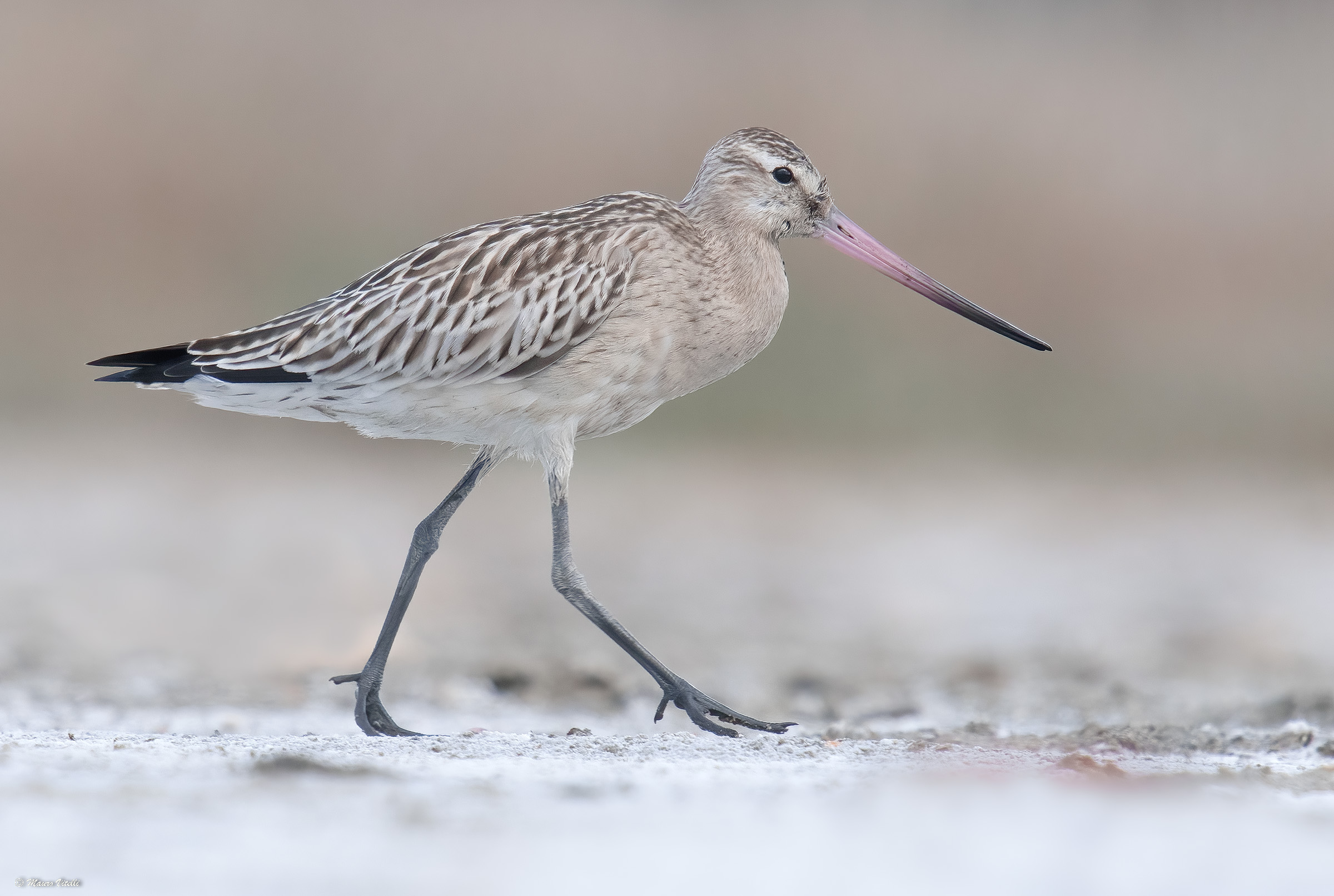 Lesser Pittima (Limosa lapponica)