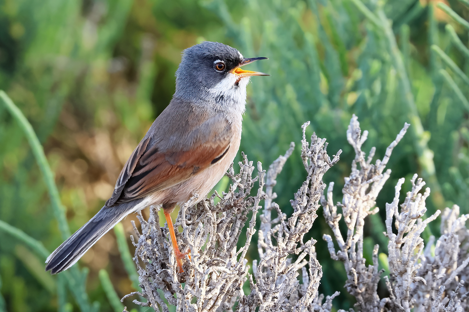 Sterpazzola della Sardegna
