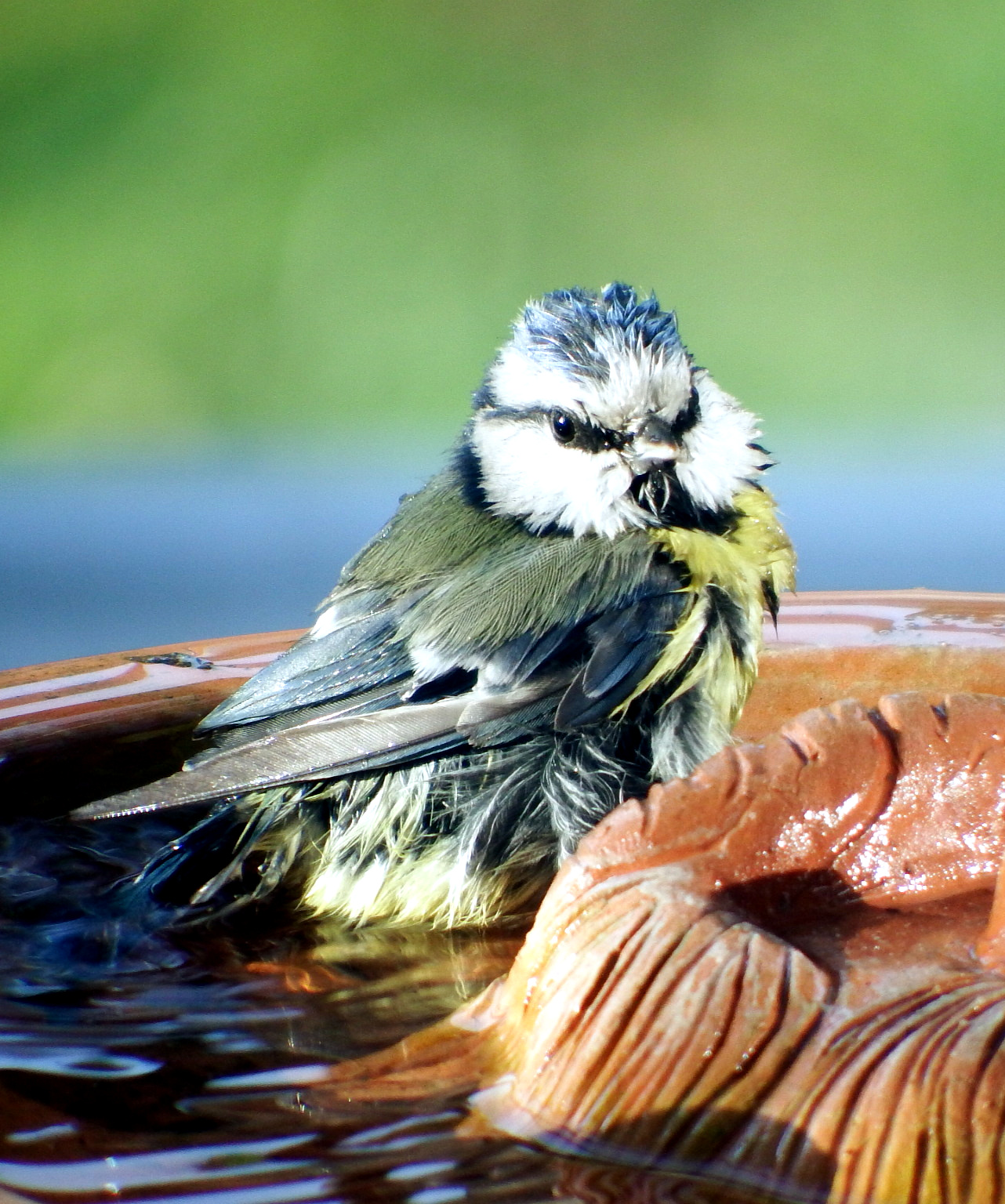 Il bagno della cinciarella