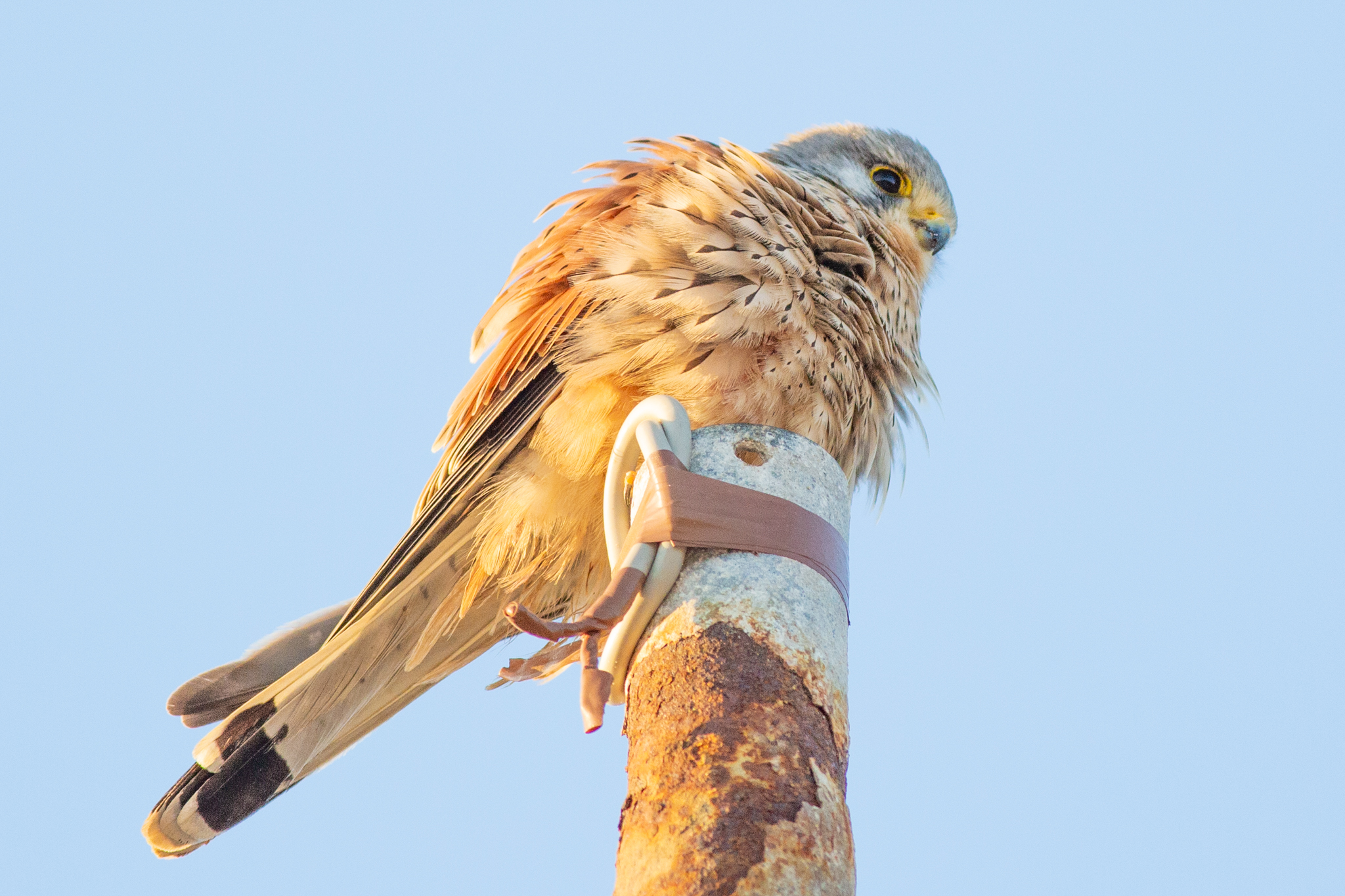 KESTREL