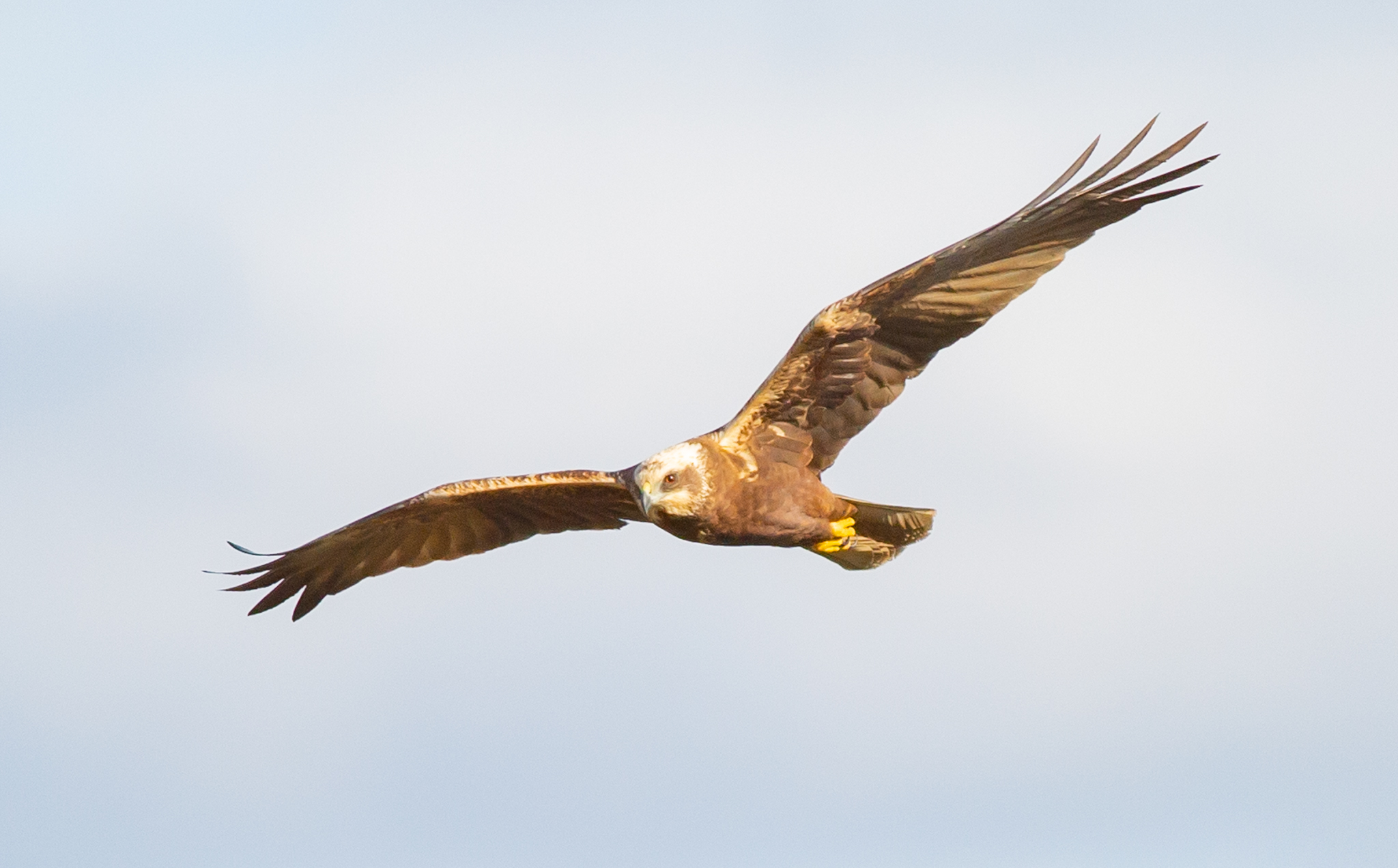 Falco di Palude