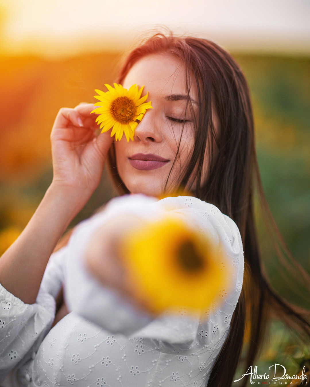 Sunflower dreaming