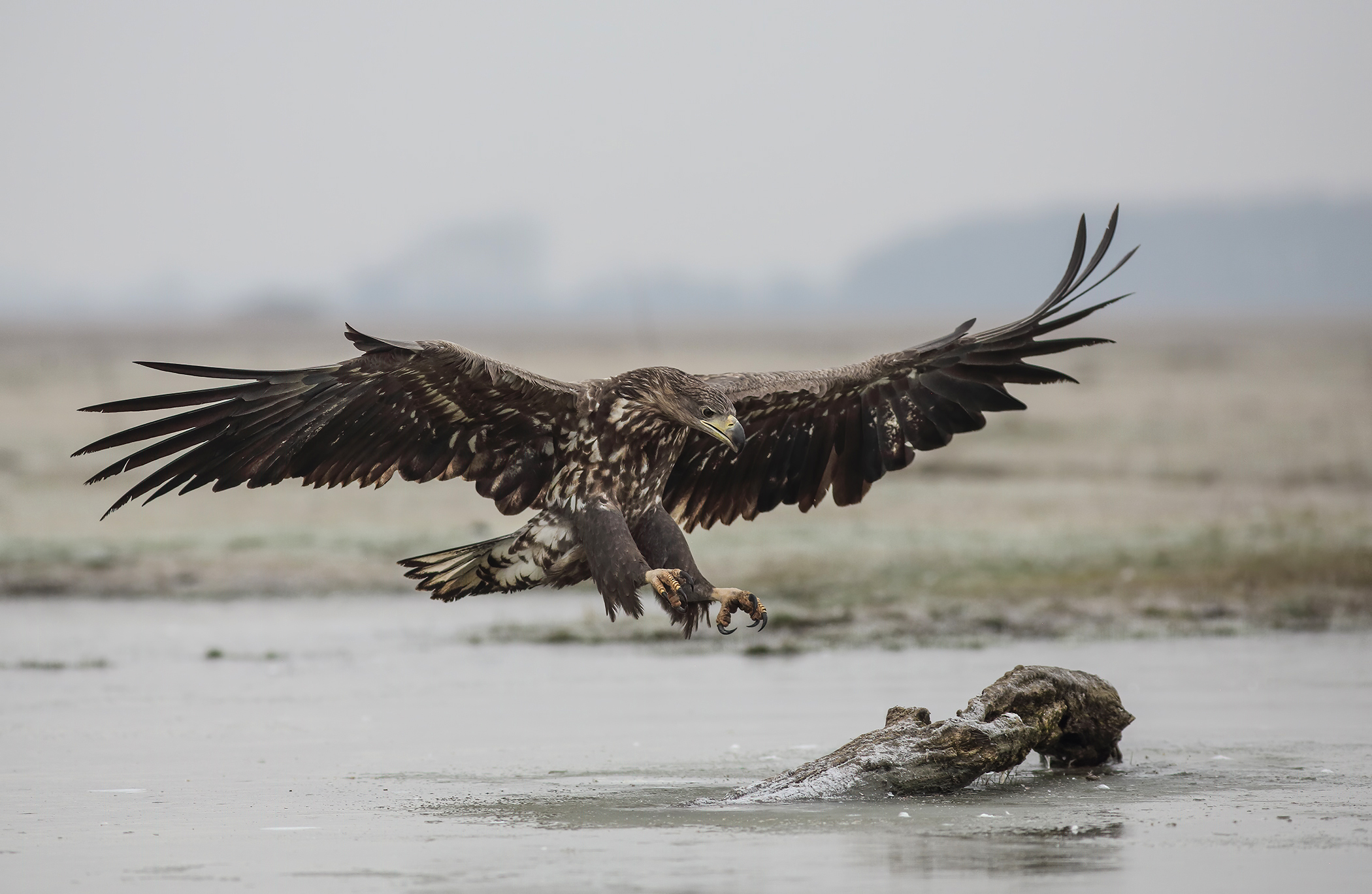 Aquila di mare coda bianca