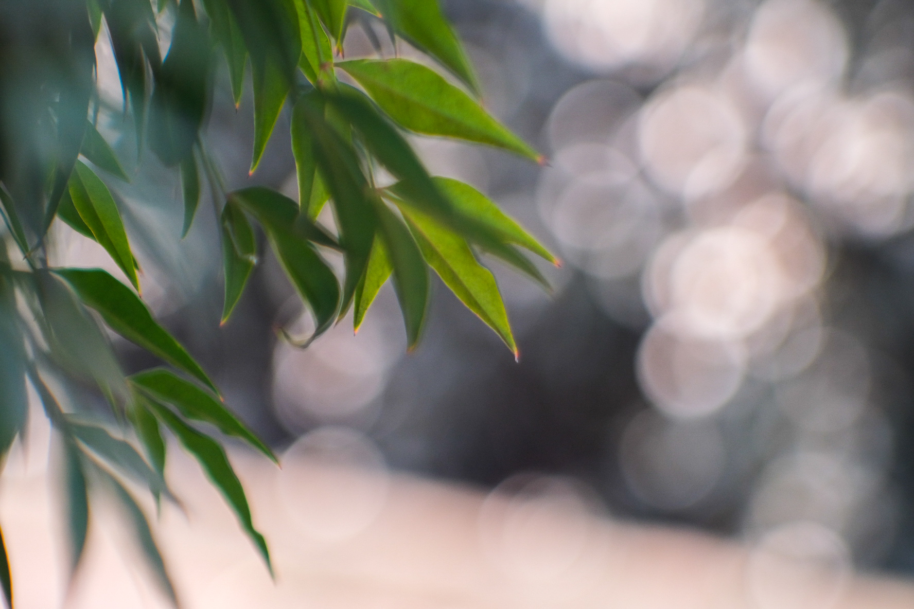 Leaf Bokeh