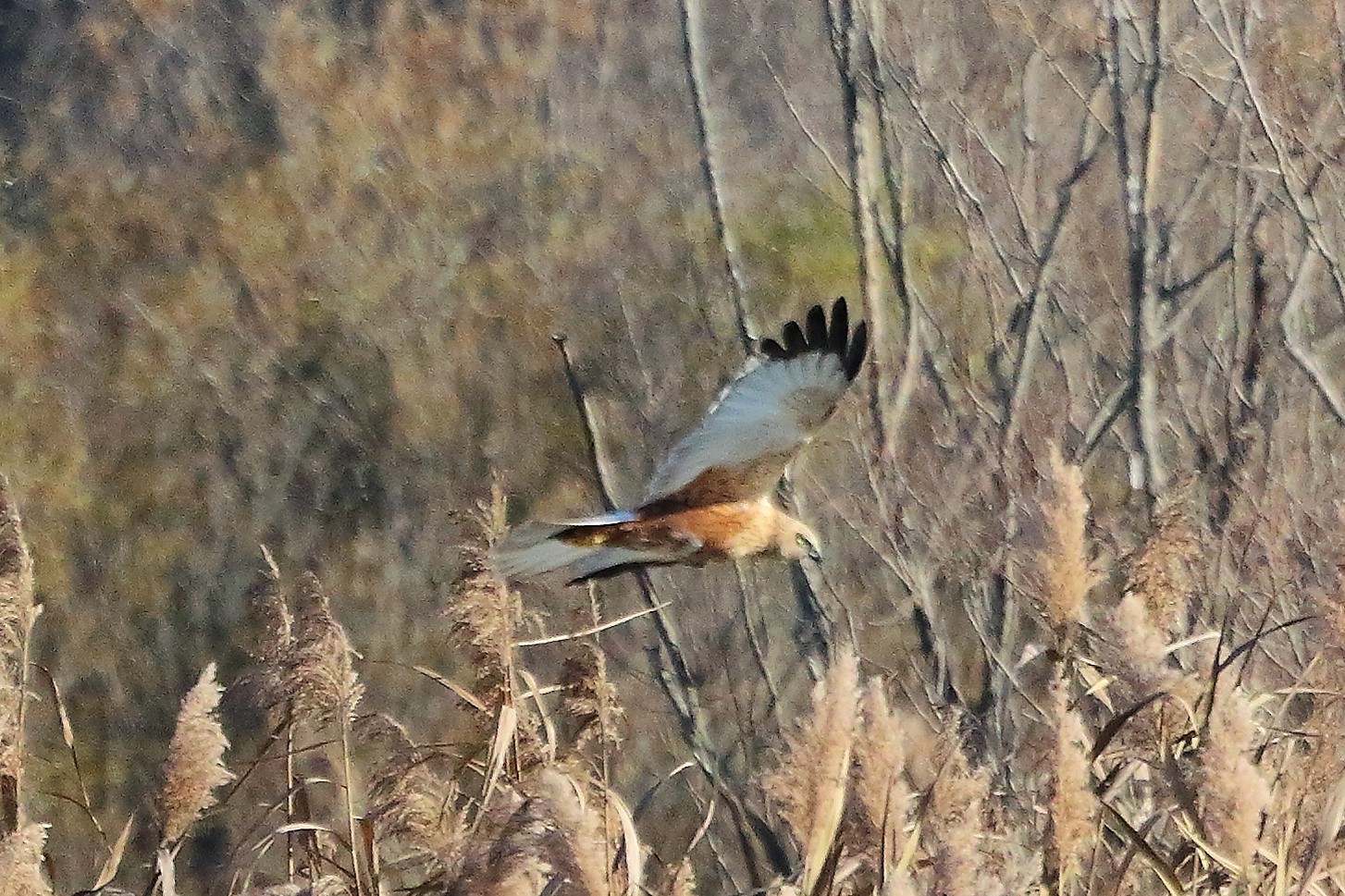 Falco di palude 12 dicembre 2022