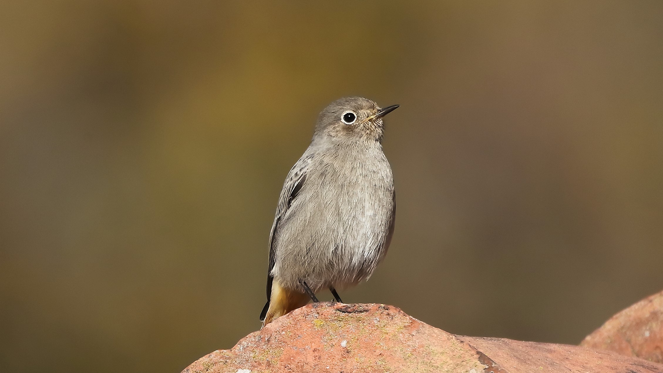 Codirosso 17 dicembre 2022