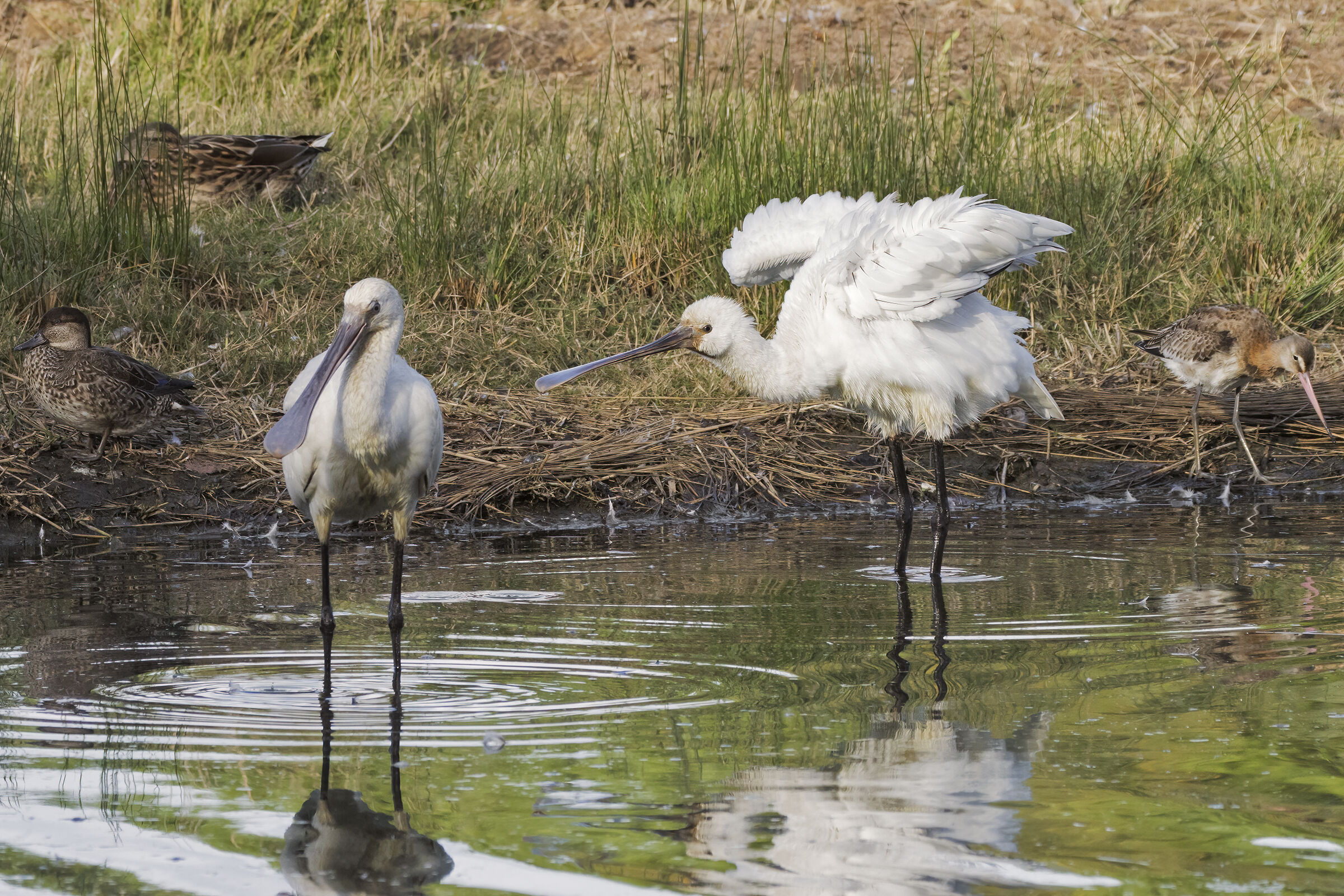 Traffic in the swamp (queuing for the bath)