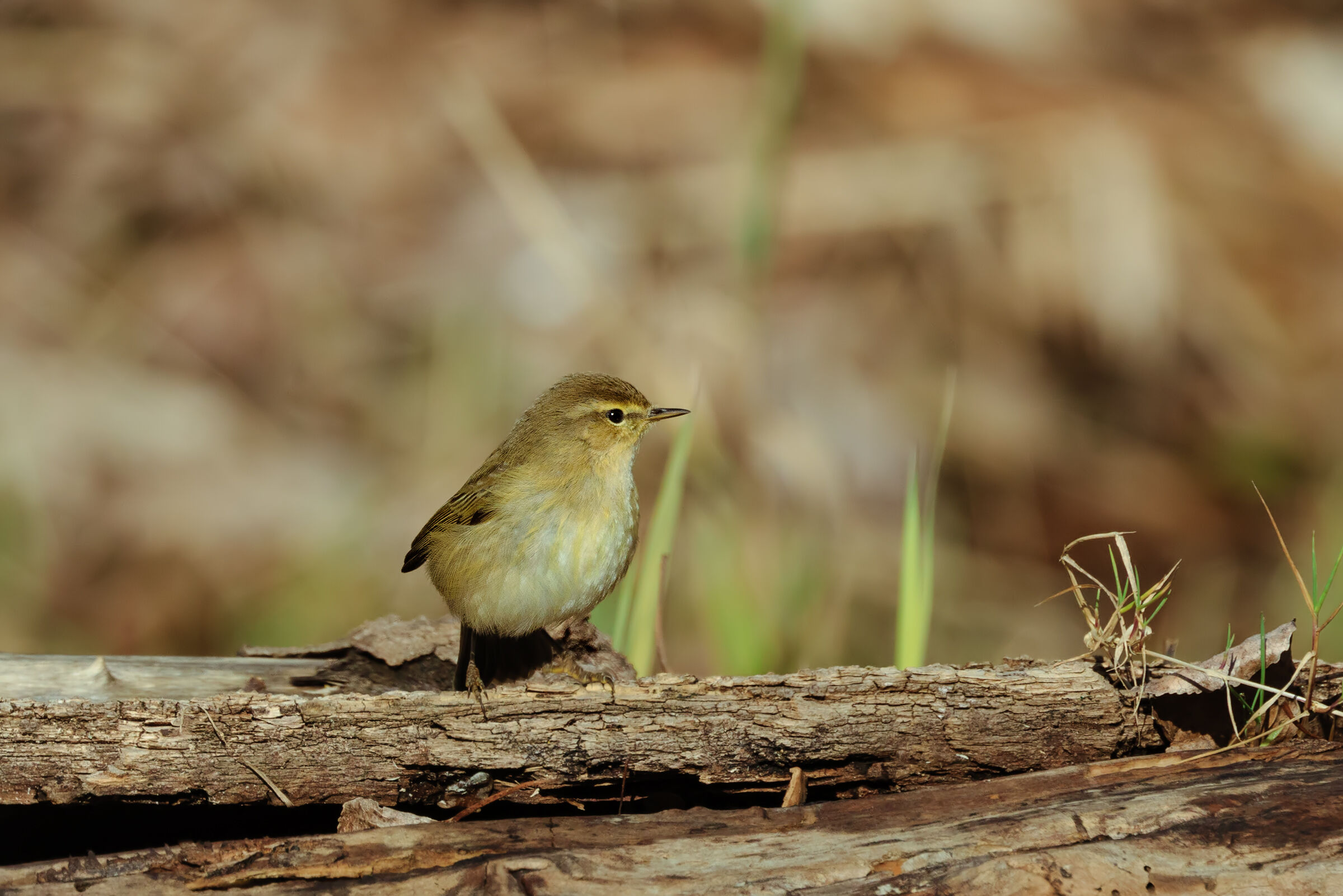 Chiffchaff