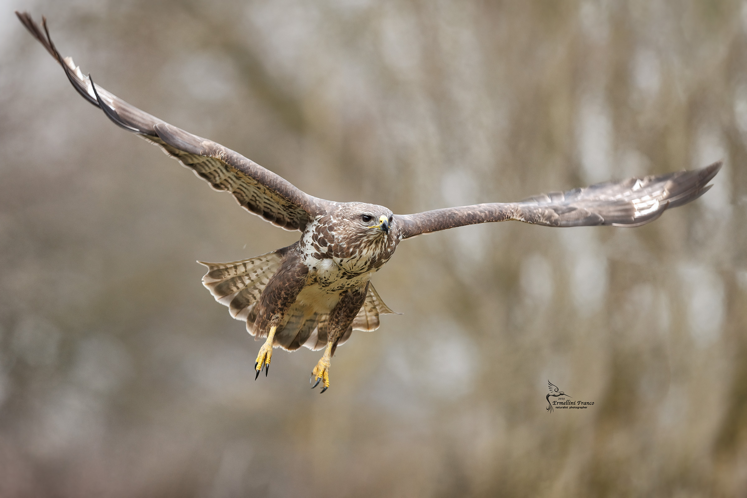 Buzzard