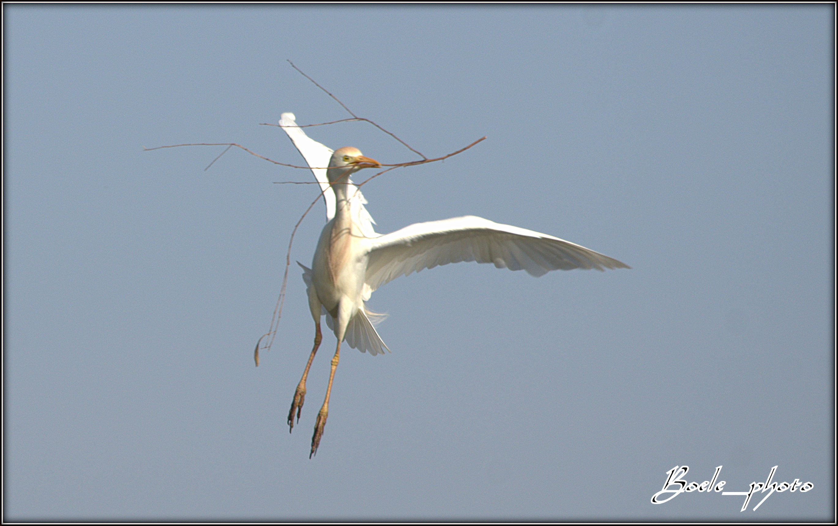 Airone guardabuoi - (Bubulcus Ibis)
