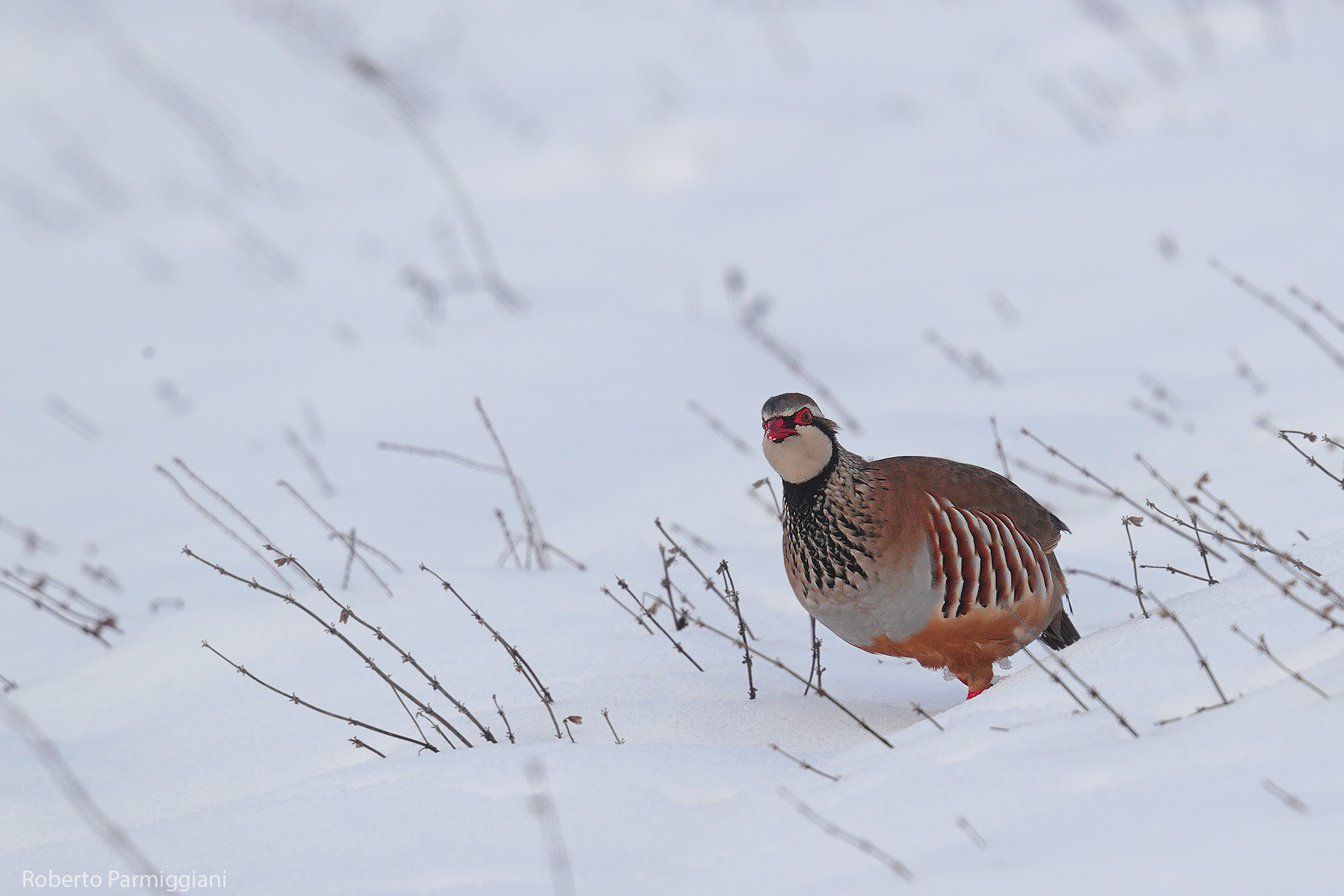 Red partridge