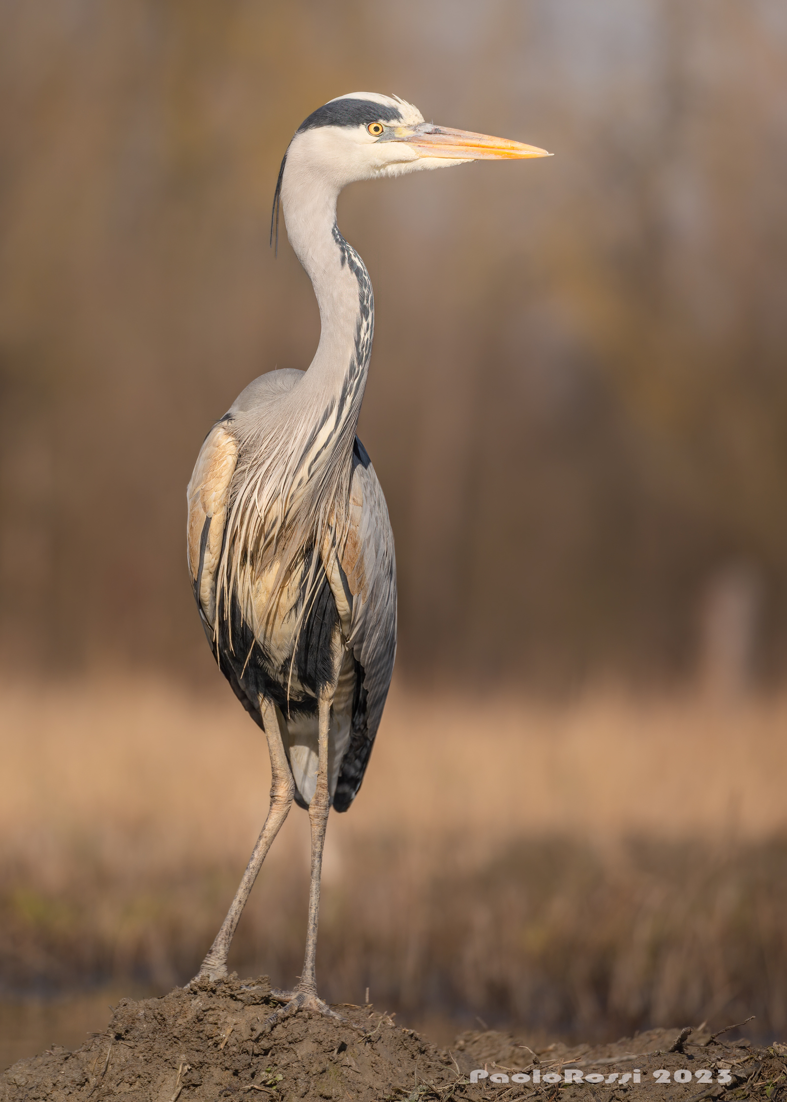 Grey heron... first light of the morning