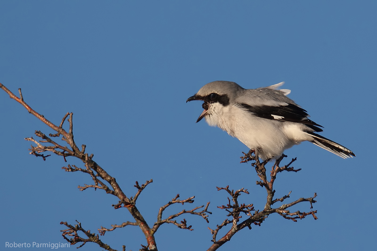 Great grey shrike