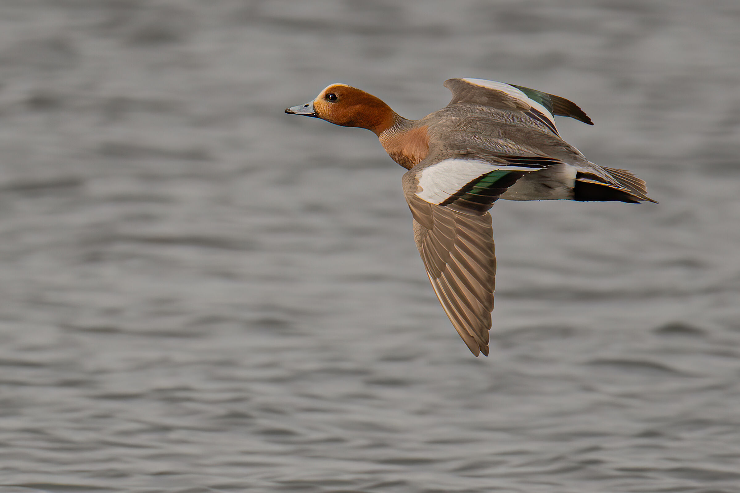 Fischione(Anas penelope)