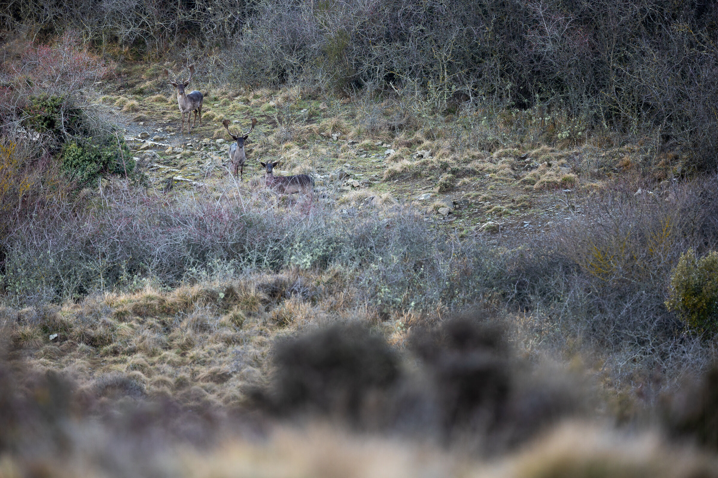 Trio of fallow deer