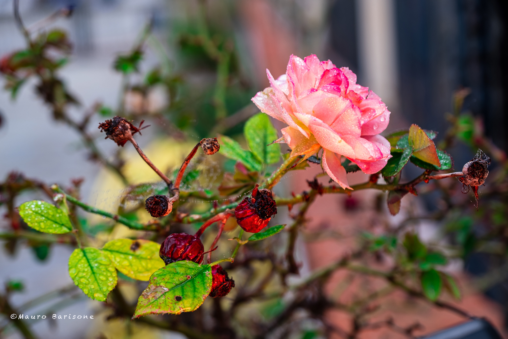 When you are in the grip of pessimism, look at a rose.