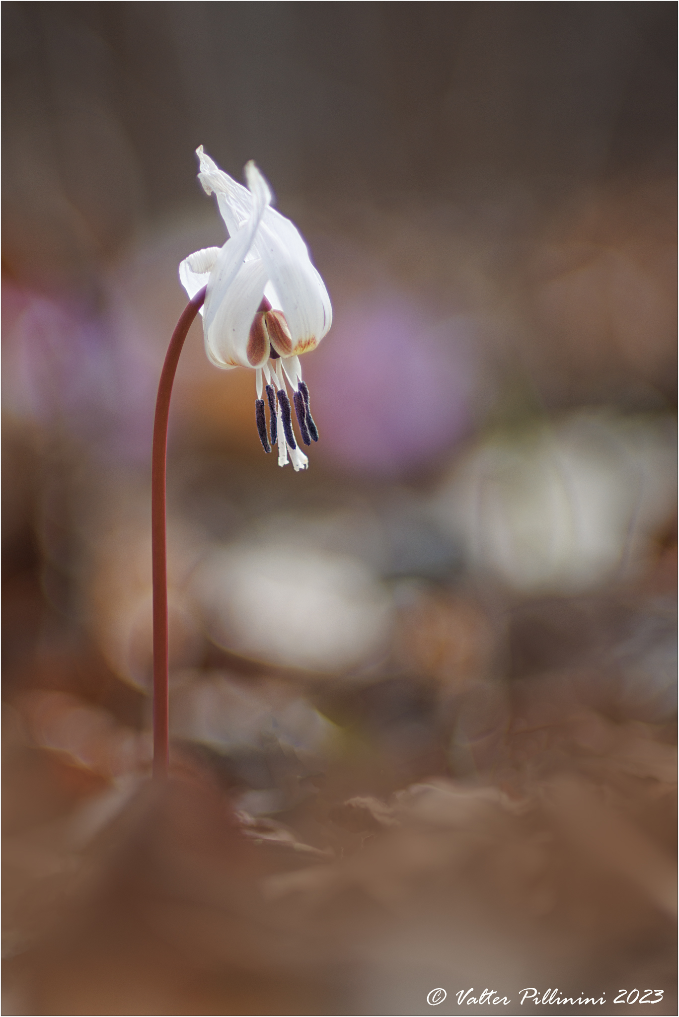 Erythronium dens-canis.