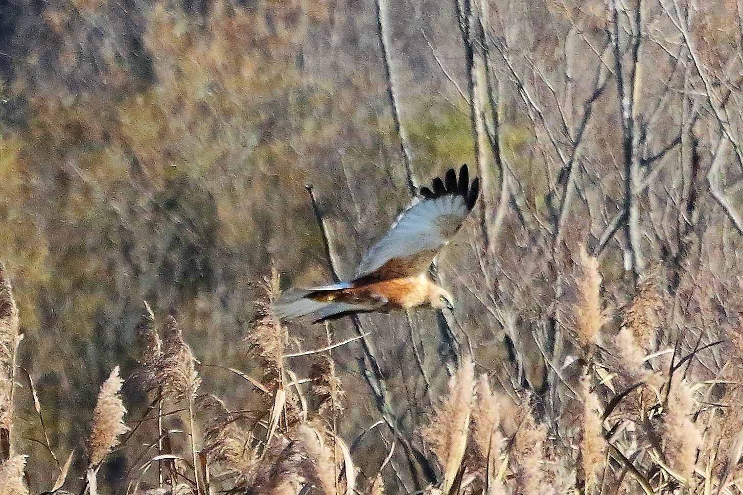 Falco di palude 12 dicembre 2022