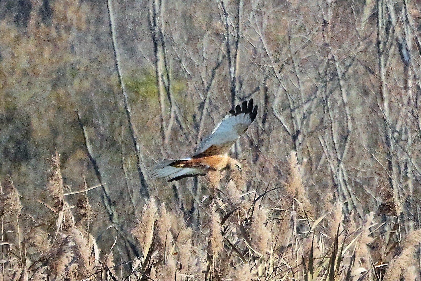 Falco di palude 12 dicembre 2022