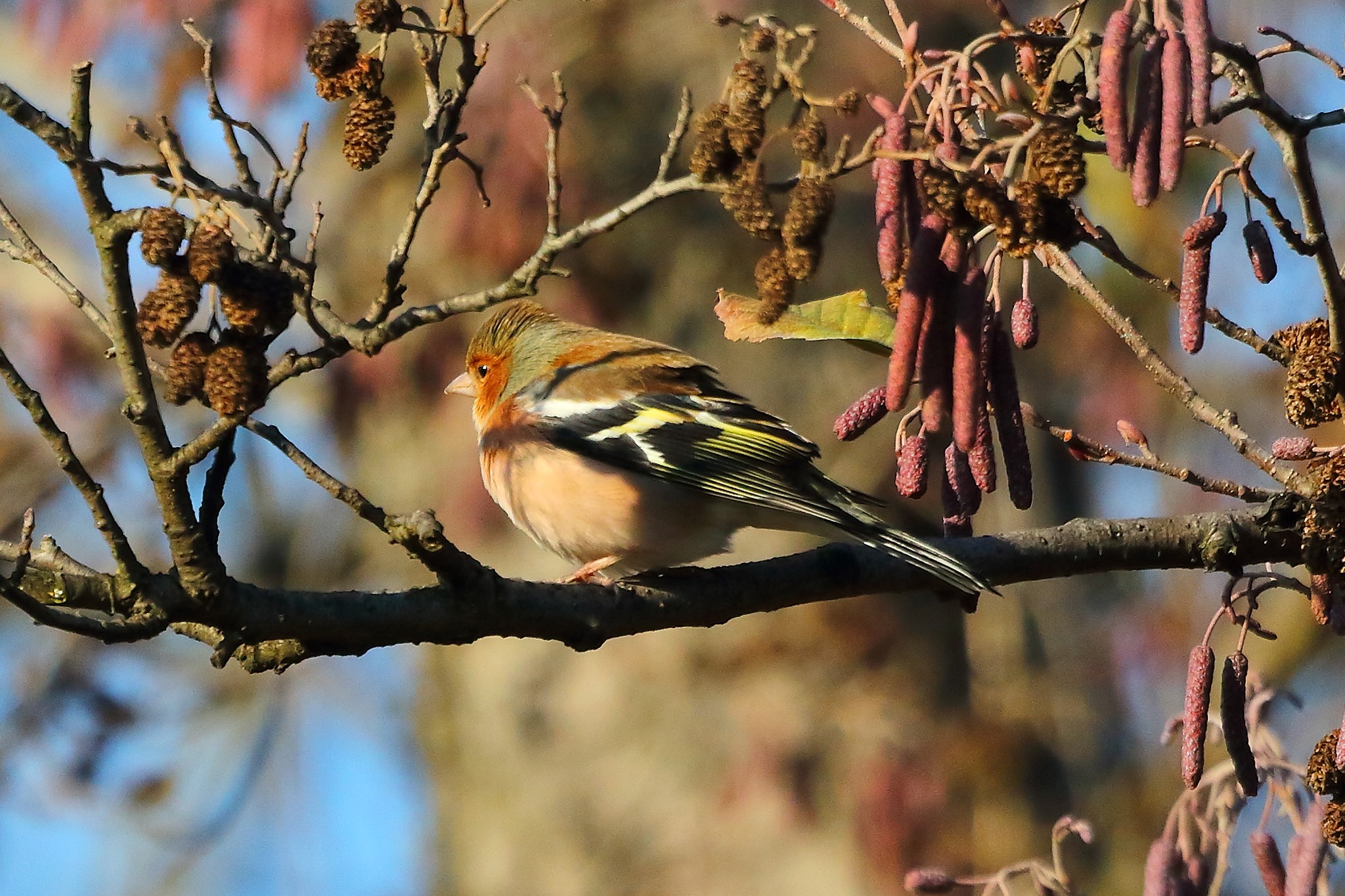 Fringuello 12 Dicembre 2022
