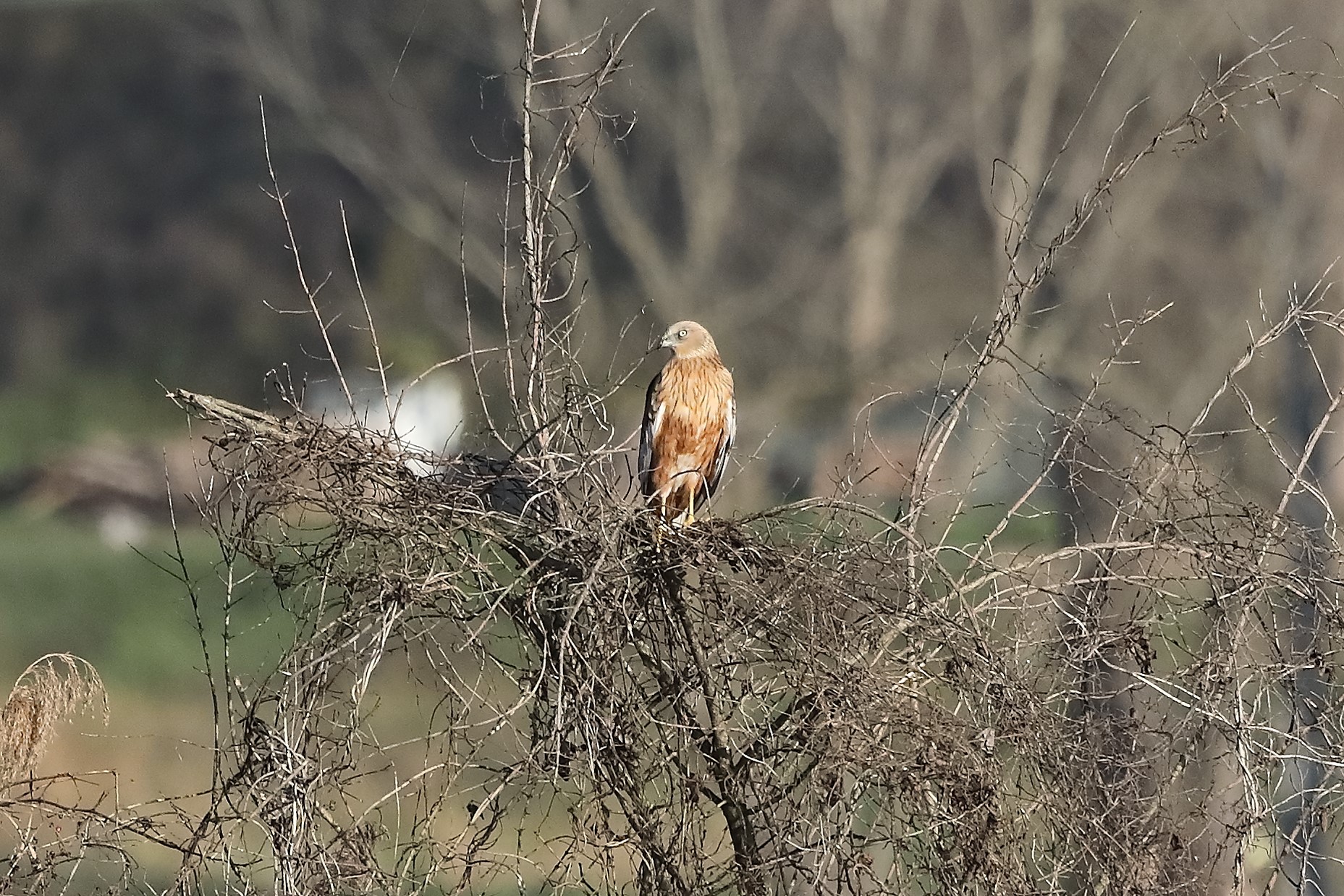 Falco di palude 27-12-2022