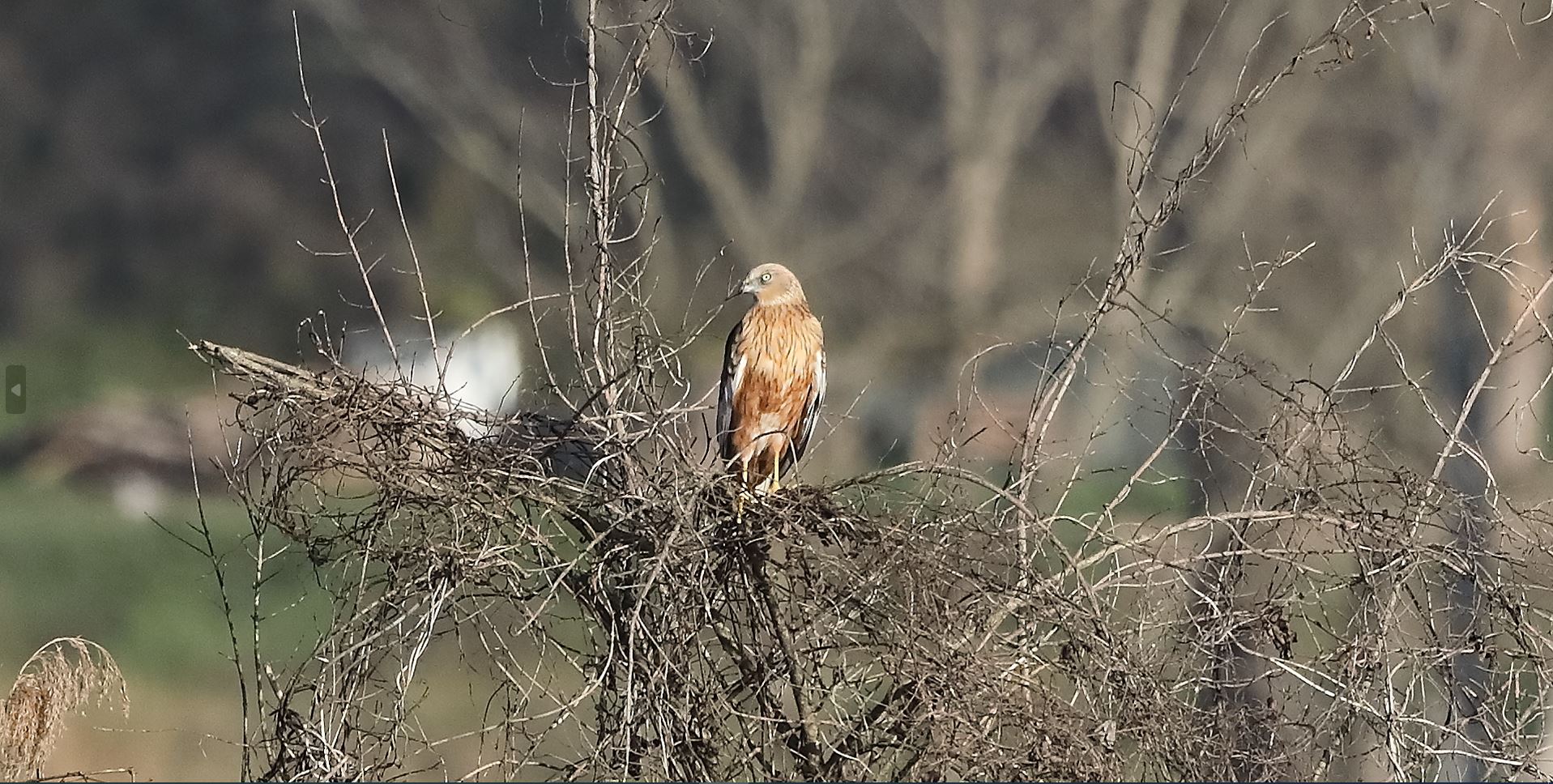 Falco di palude 27-12-2022