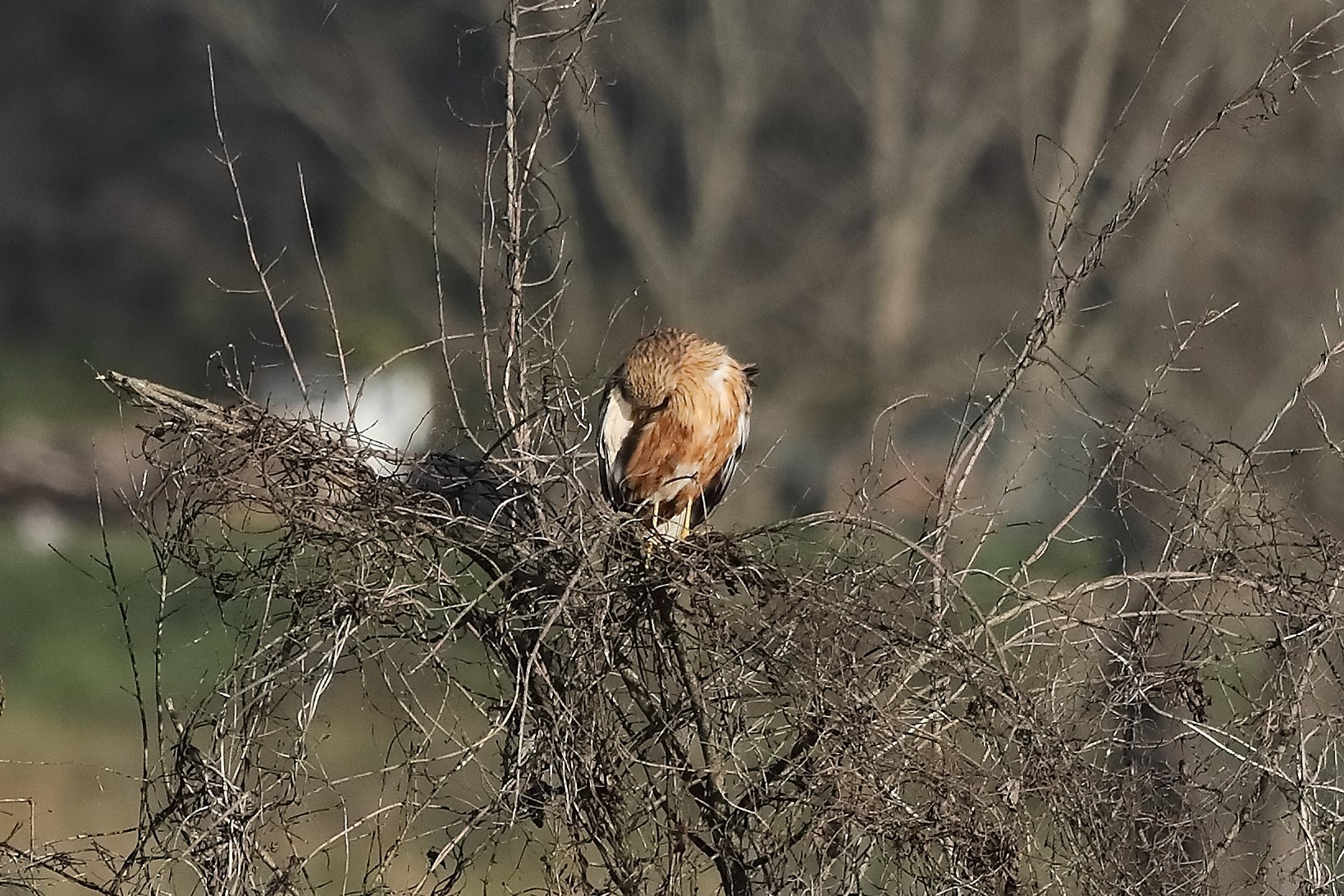 Falco di palude 27-12-2022