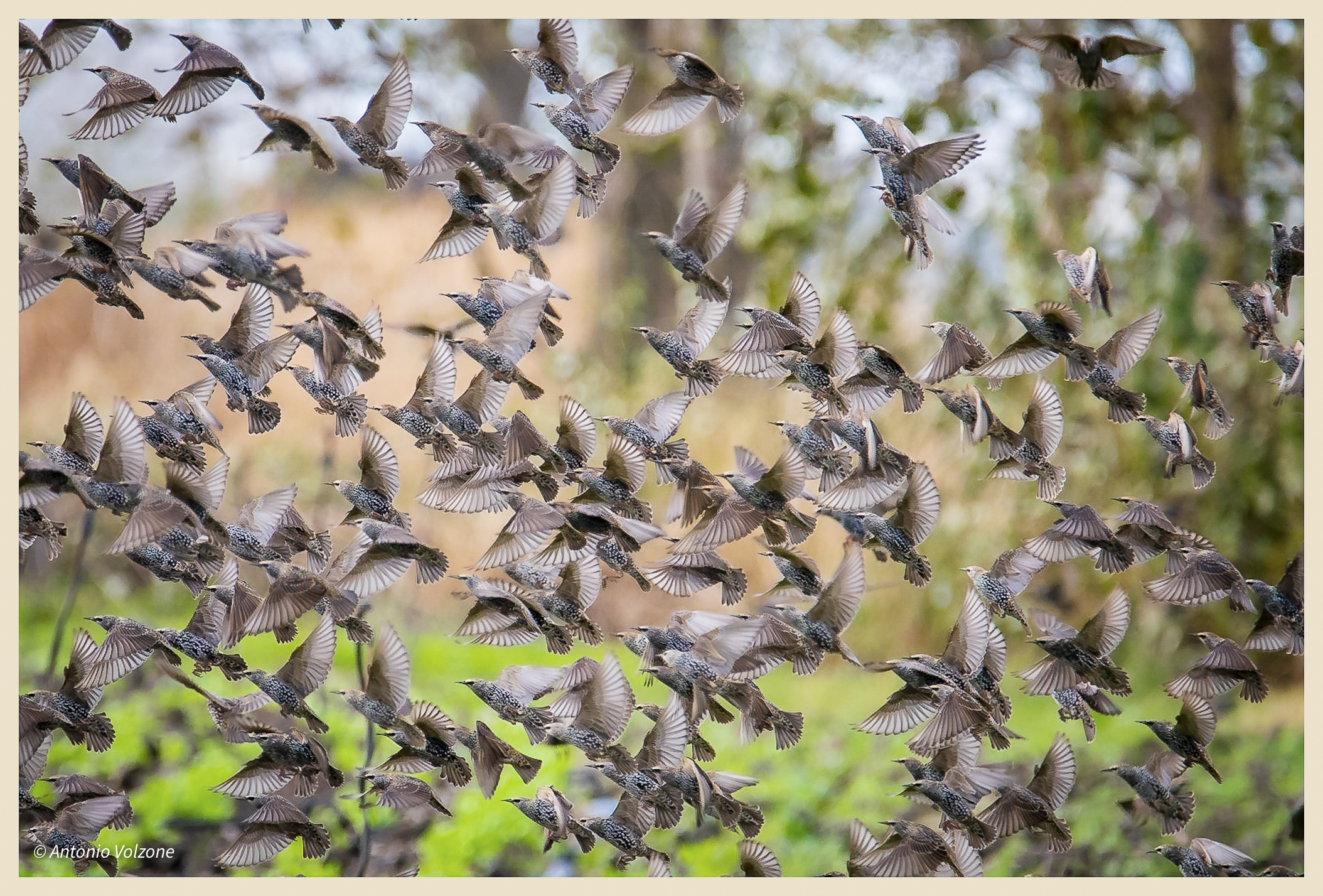 Starlings