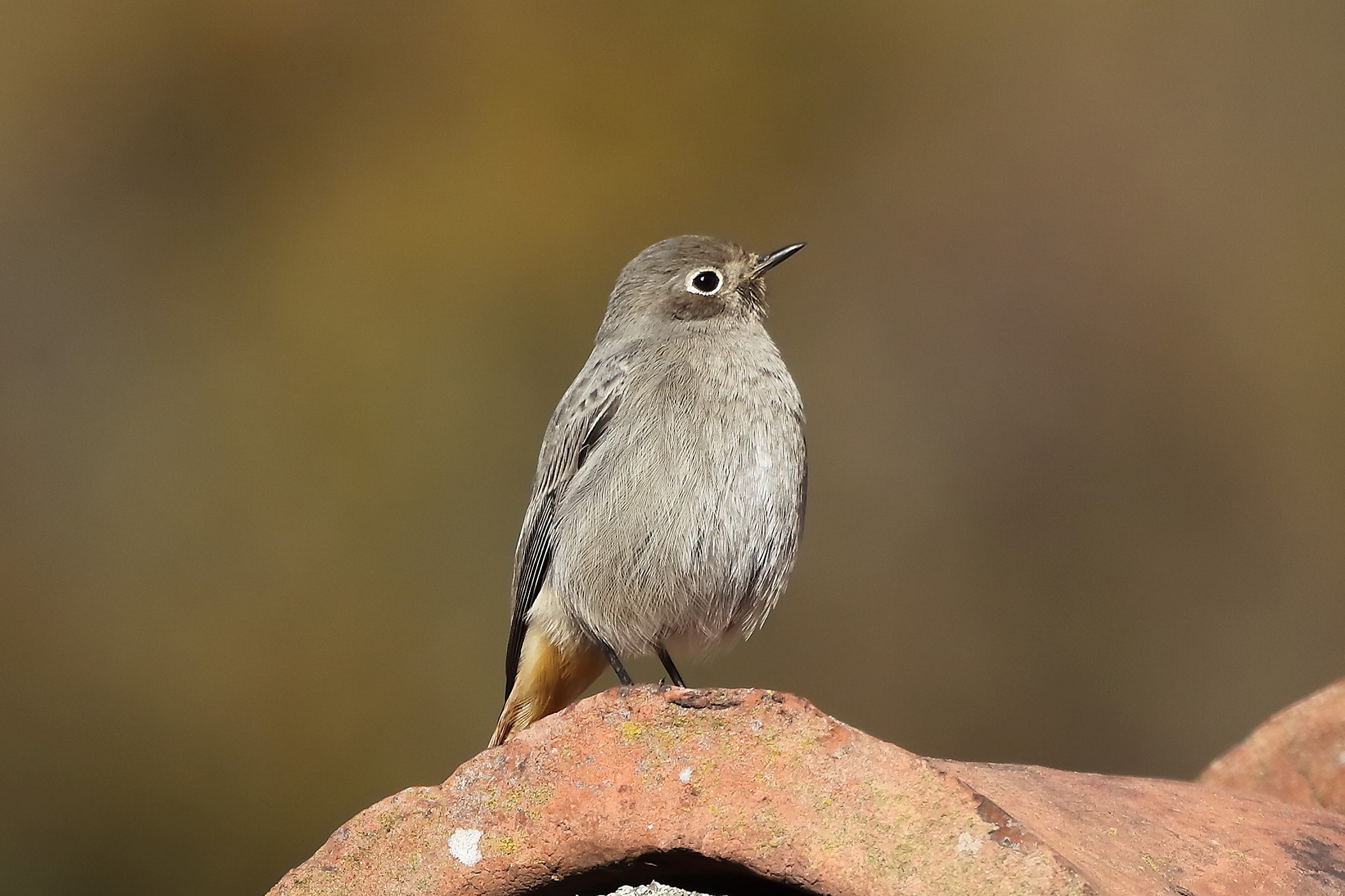 Codirosso 17 dicembre 2022