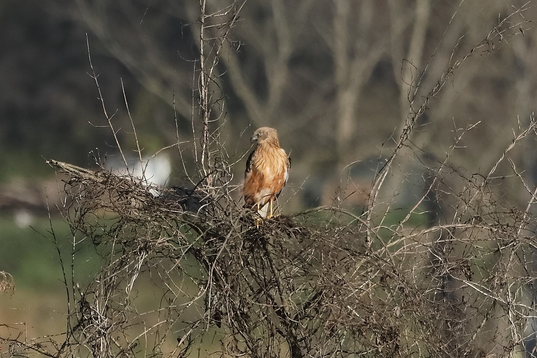 Falco di palude 27-12-2022