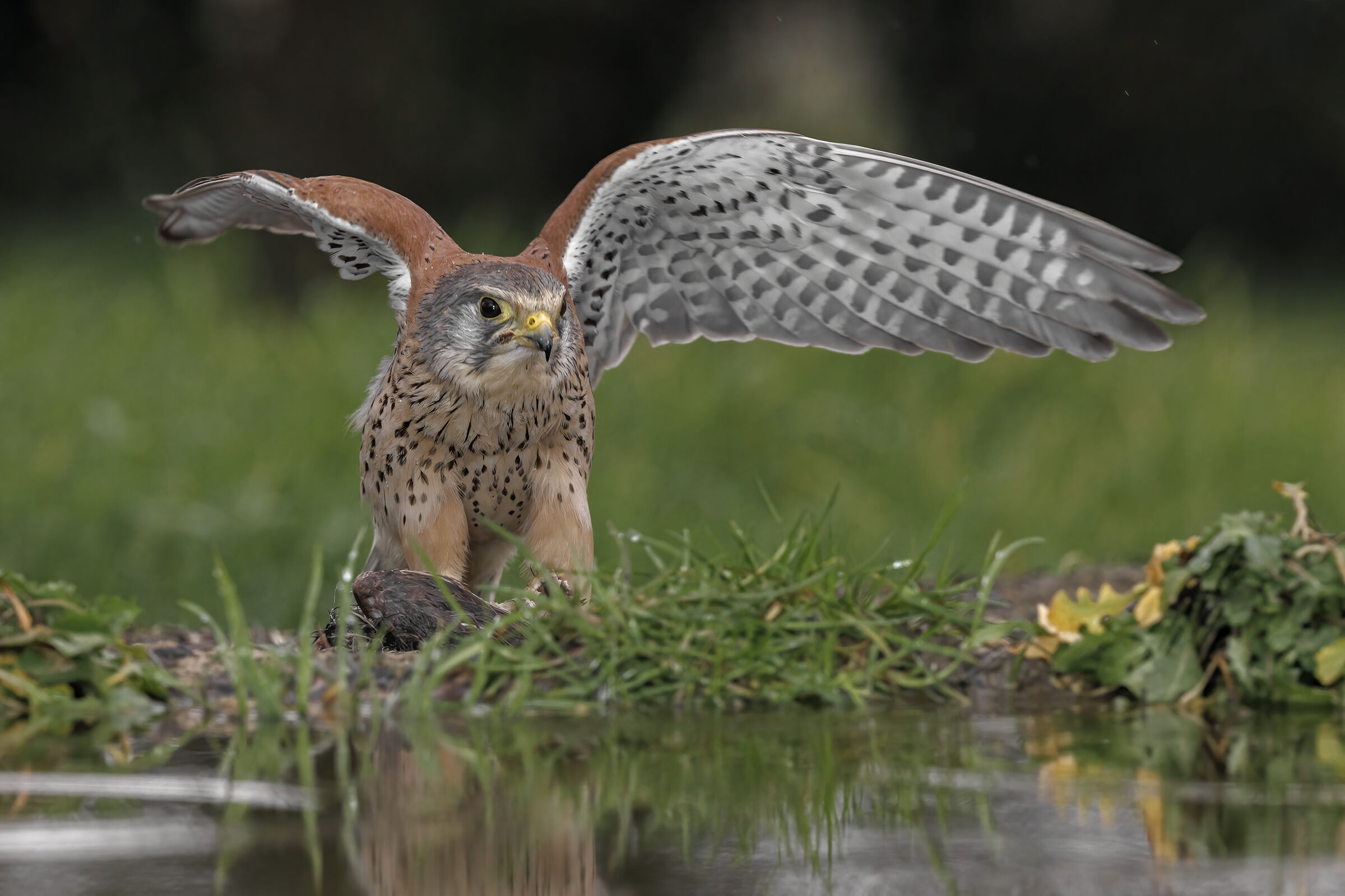 Male kestrel in the rain