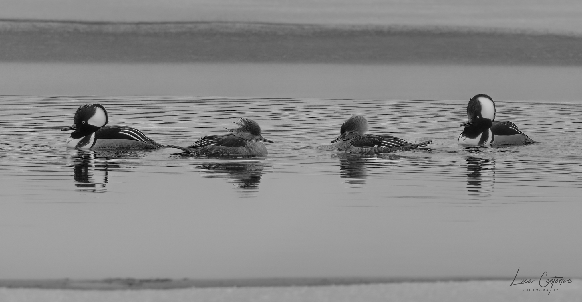 Hooded merganser (Lophodytes cucullatus)