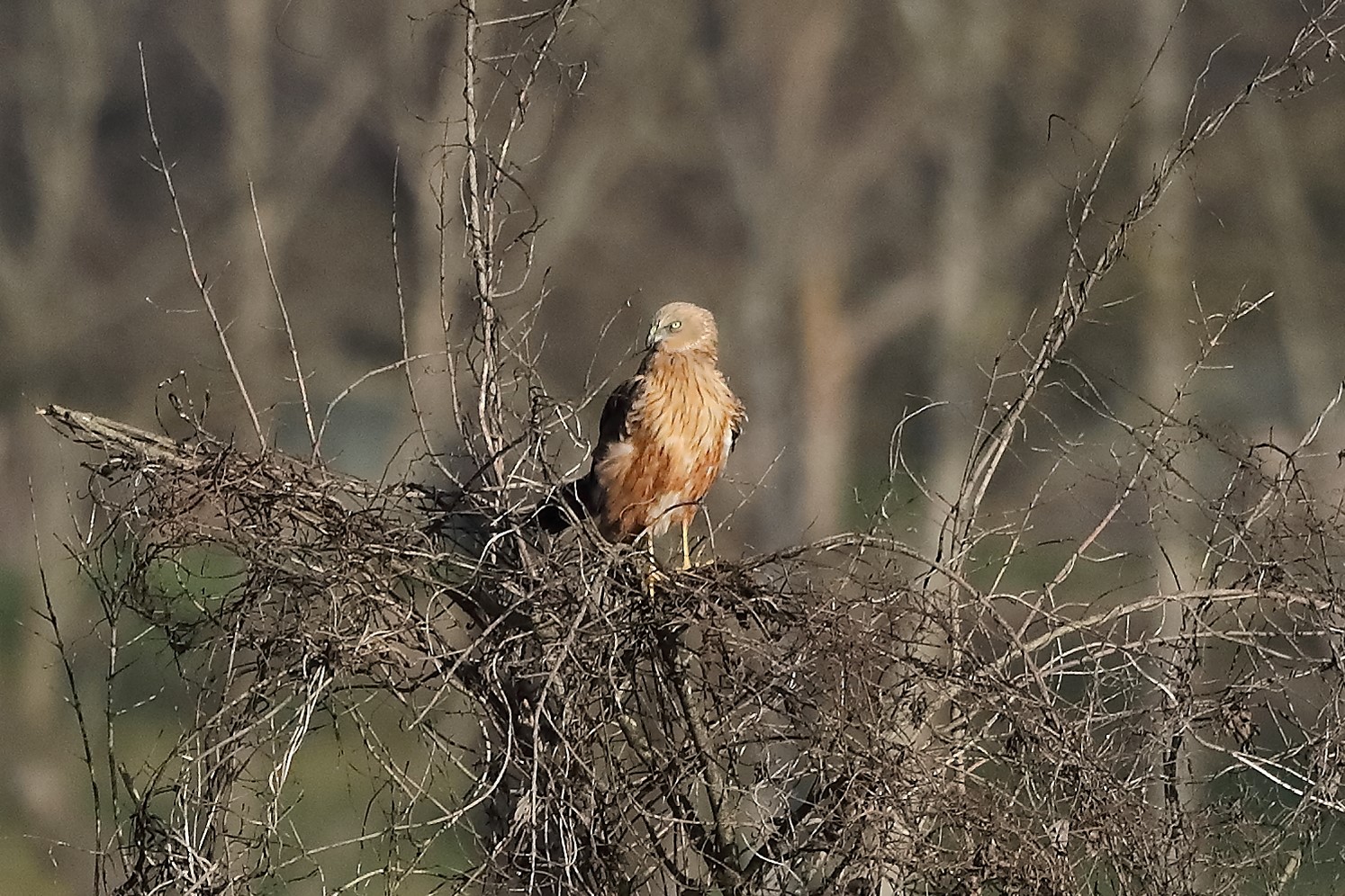 Falco di palude 27-12-2022