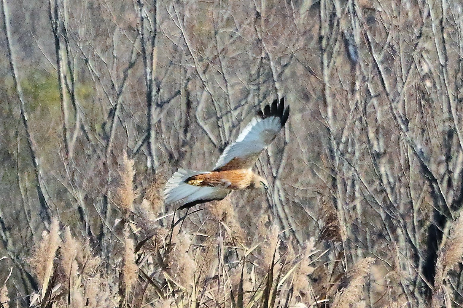 Falco di palude 12 dicembre 2022