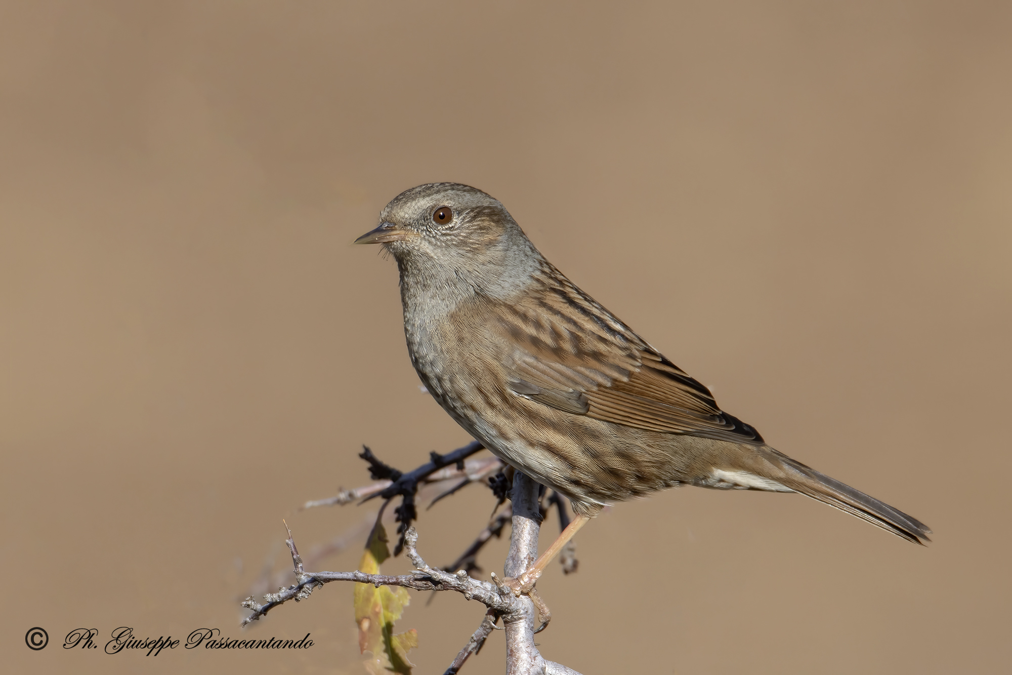 dunnock