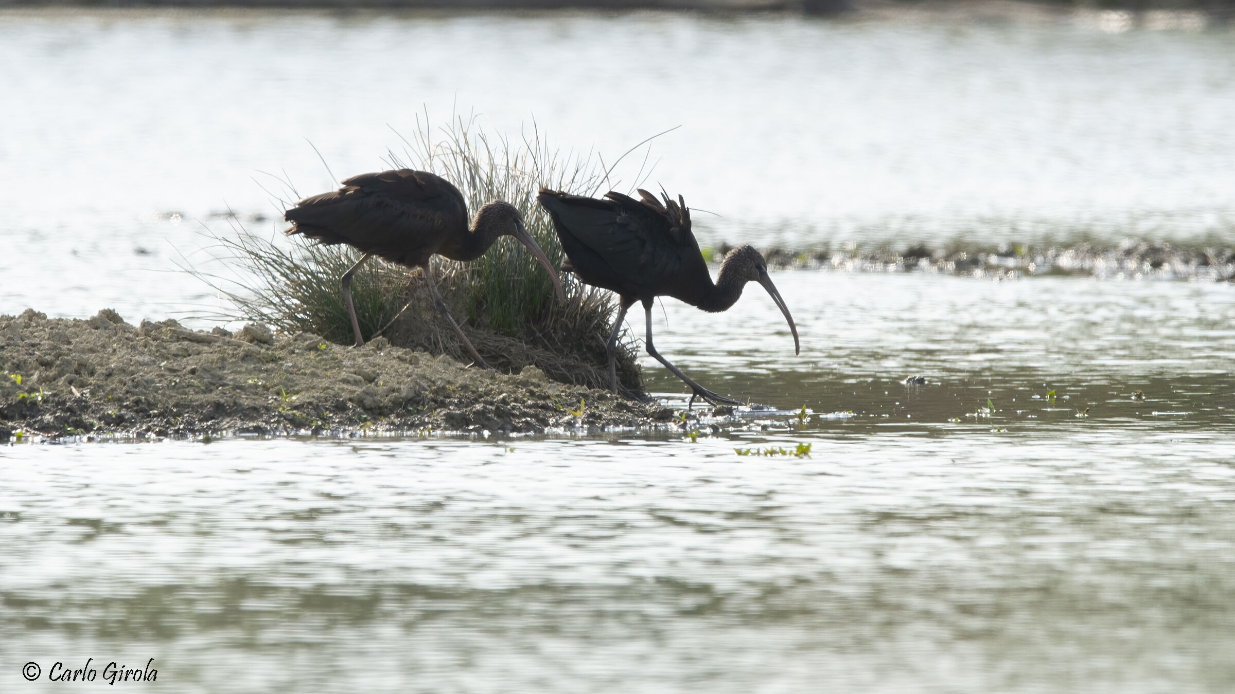 Mignattai (Plegadis falcinellus)