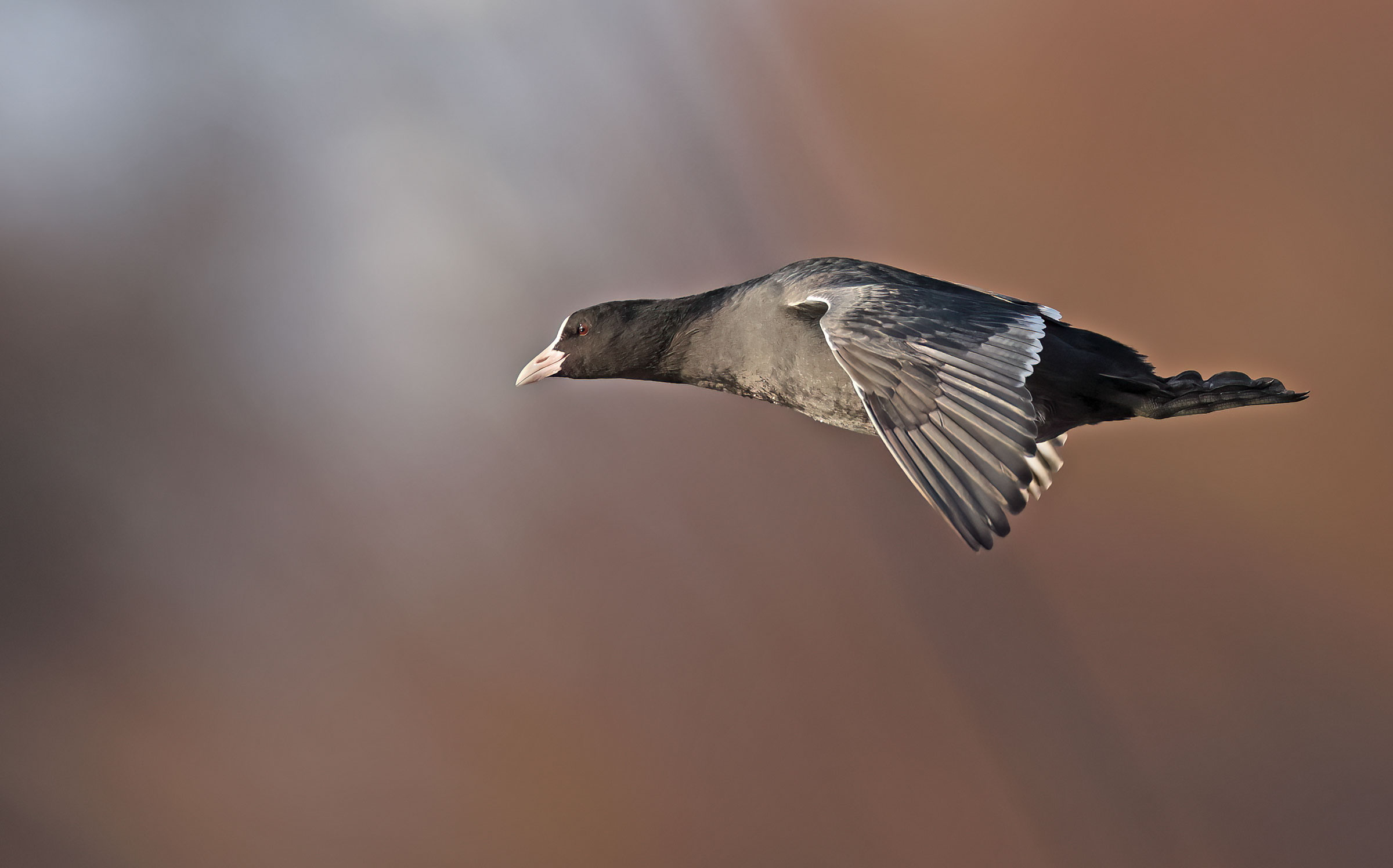 Coot in flight