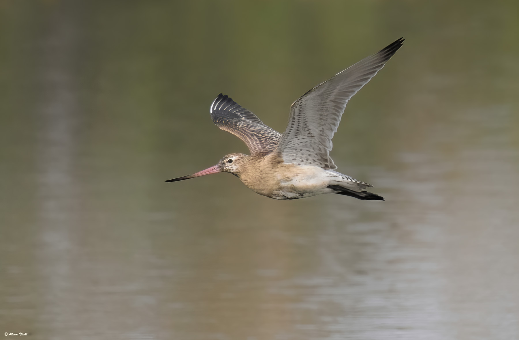 Lesser Pittima (Limosa lapponica)