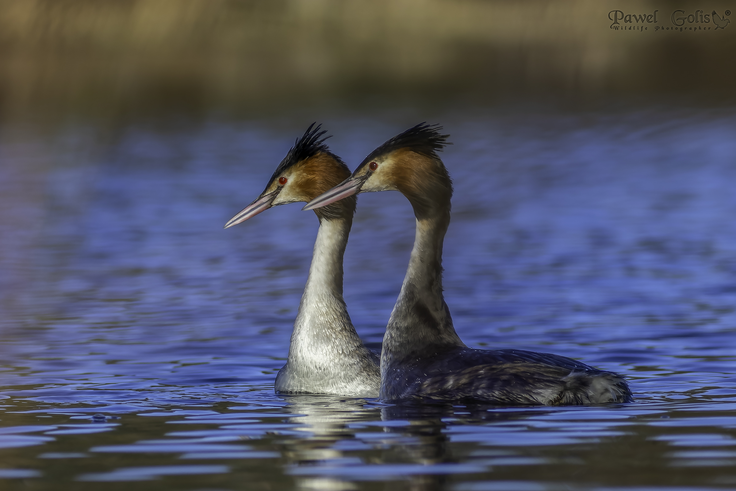 Great crested grebe (Podiceps cristatus)