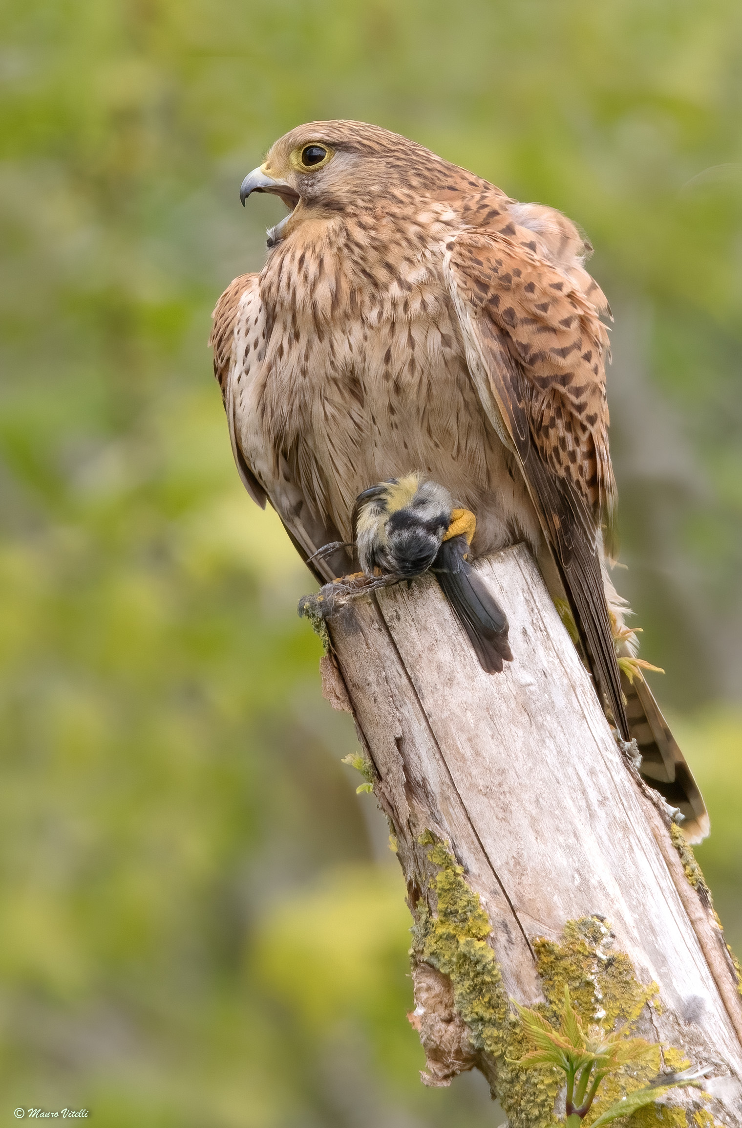 Kestrel with prey (blue)