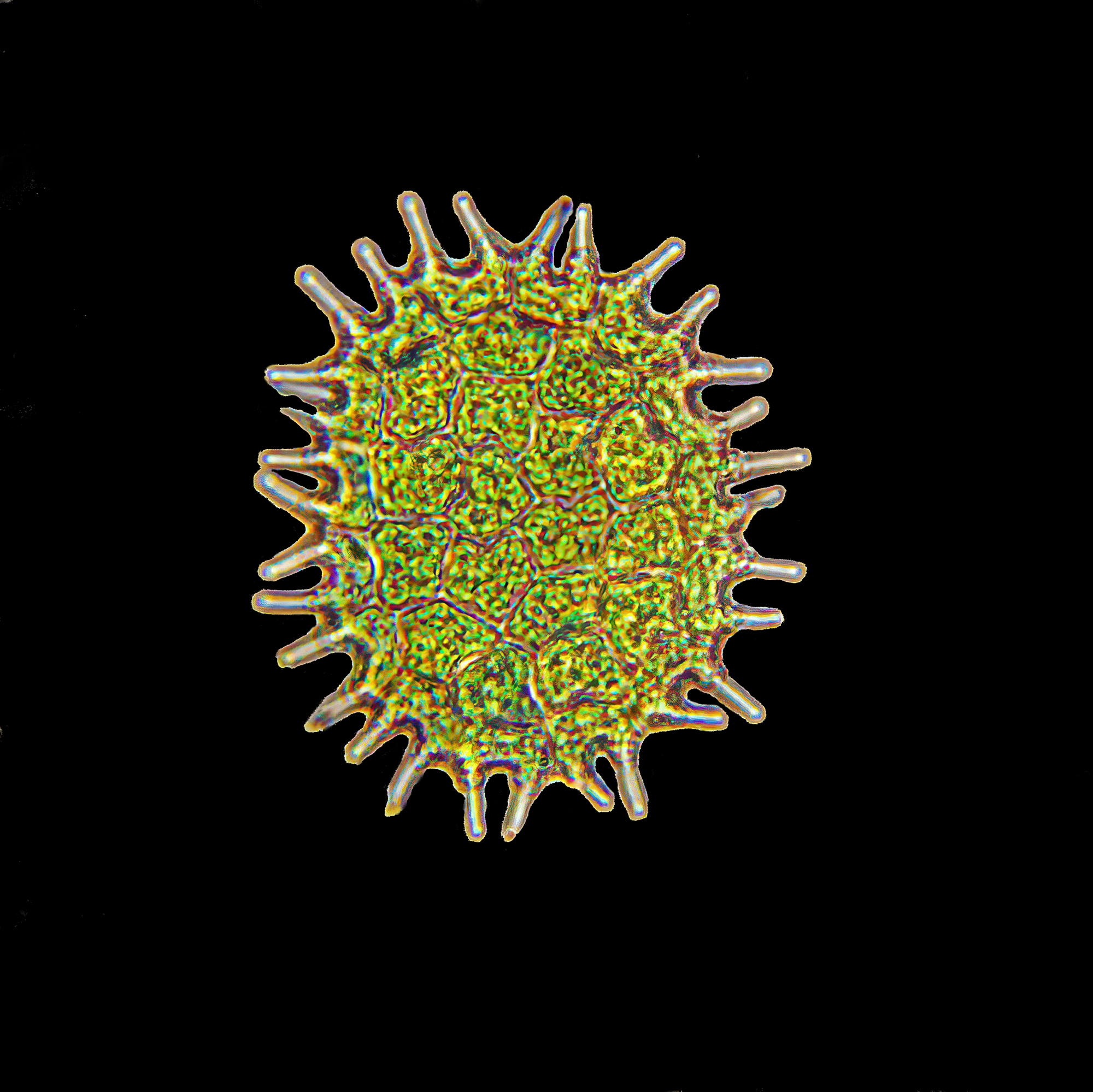 Pediastrum, alghe verdi d'acqua dolce, dimensioni 0,2mm