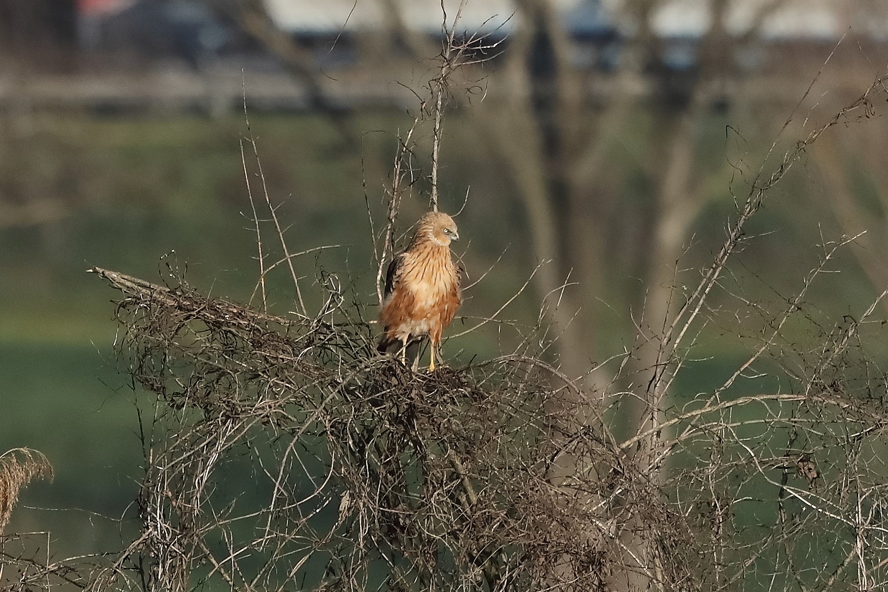 Falco di palude 27-12-2022