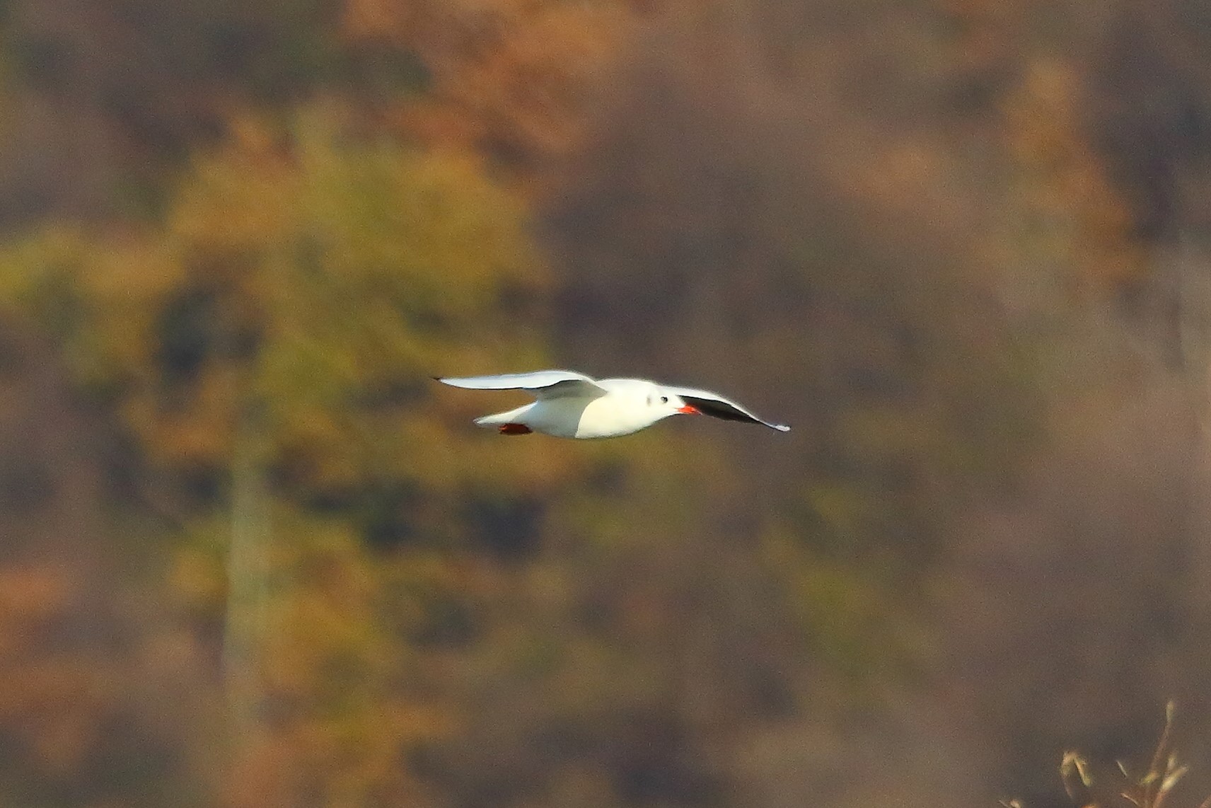 Gabbiano T 12 dicembre 2022