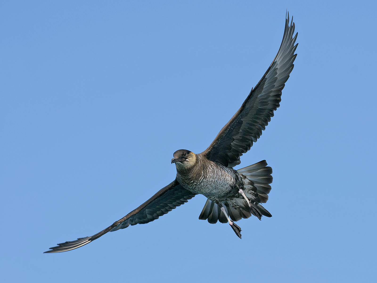 Stercorario mezzano giovane. 3