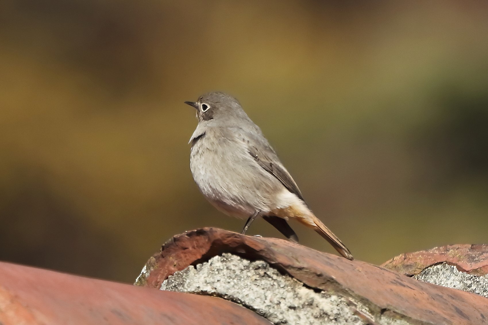 Codirosso 17 dicembre 2022