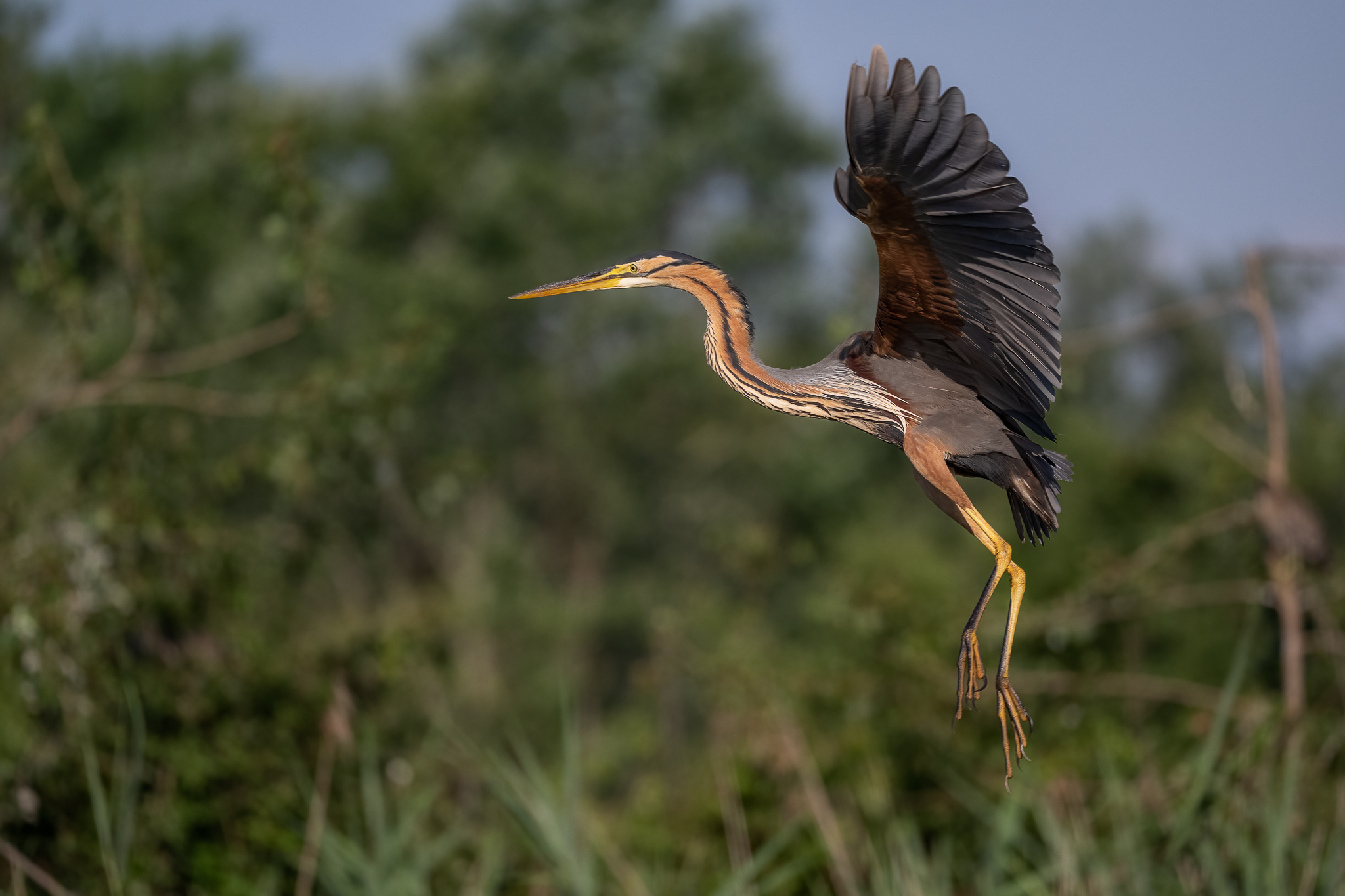 The lightness of red